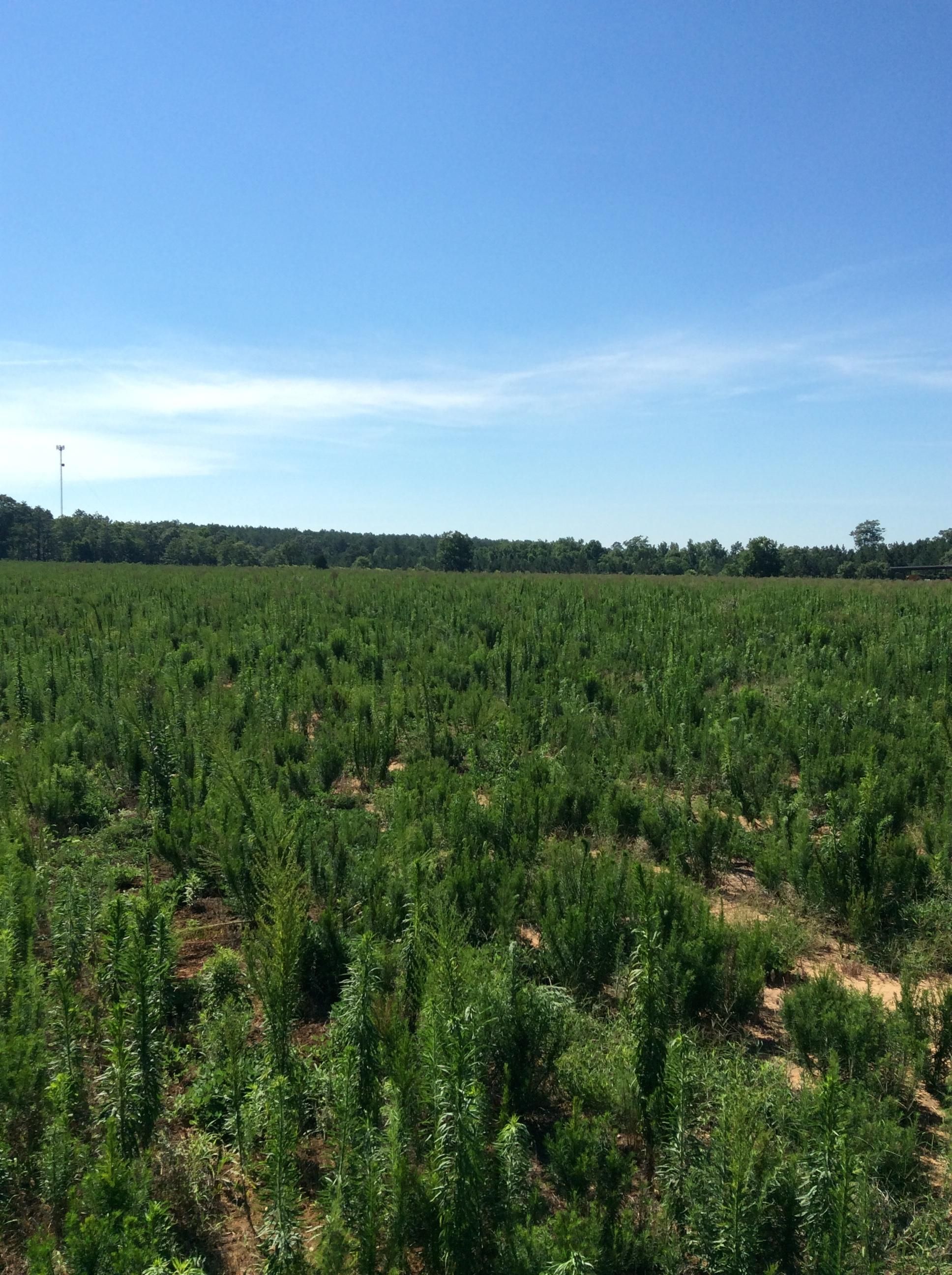 286 acres in Castleberry, AL, 36432 Land and Farm