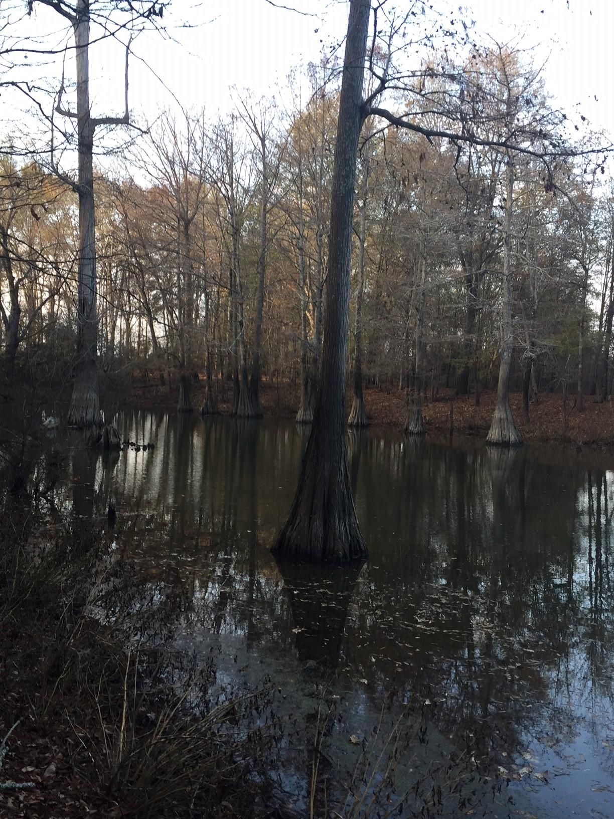 220 acres in Marks, MS, 38609 Land and Farm