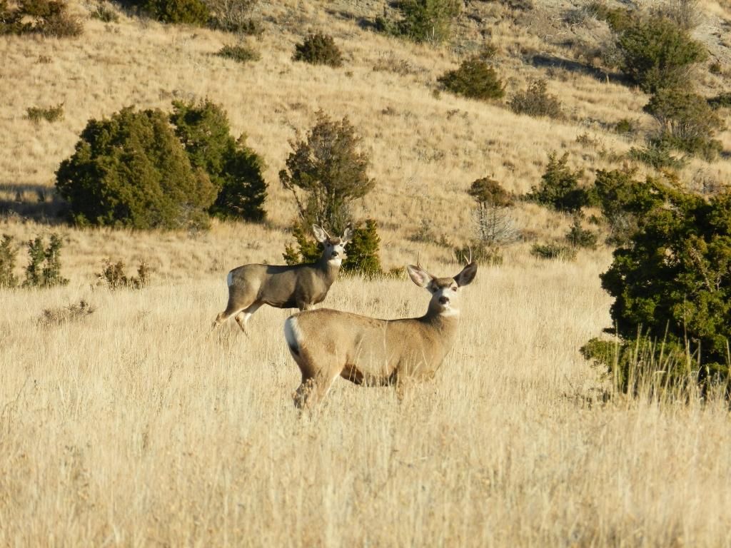41.24 Acres, TBD Golden Spike Lane, Garrison, MT 59731 Land and Farm