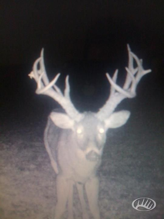 188 Acres, 2400E, Baylis, IL 62314 Land and Farm