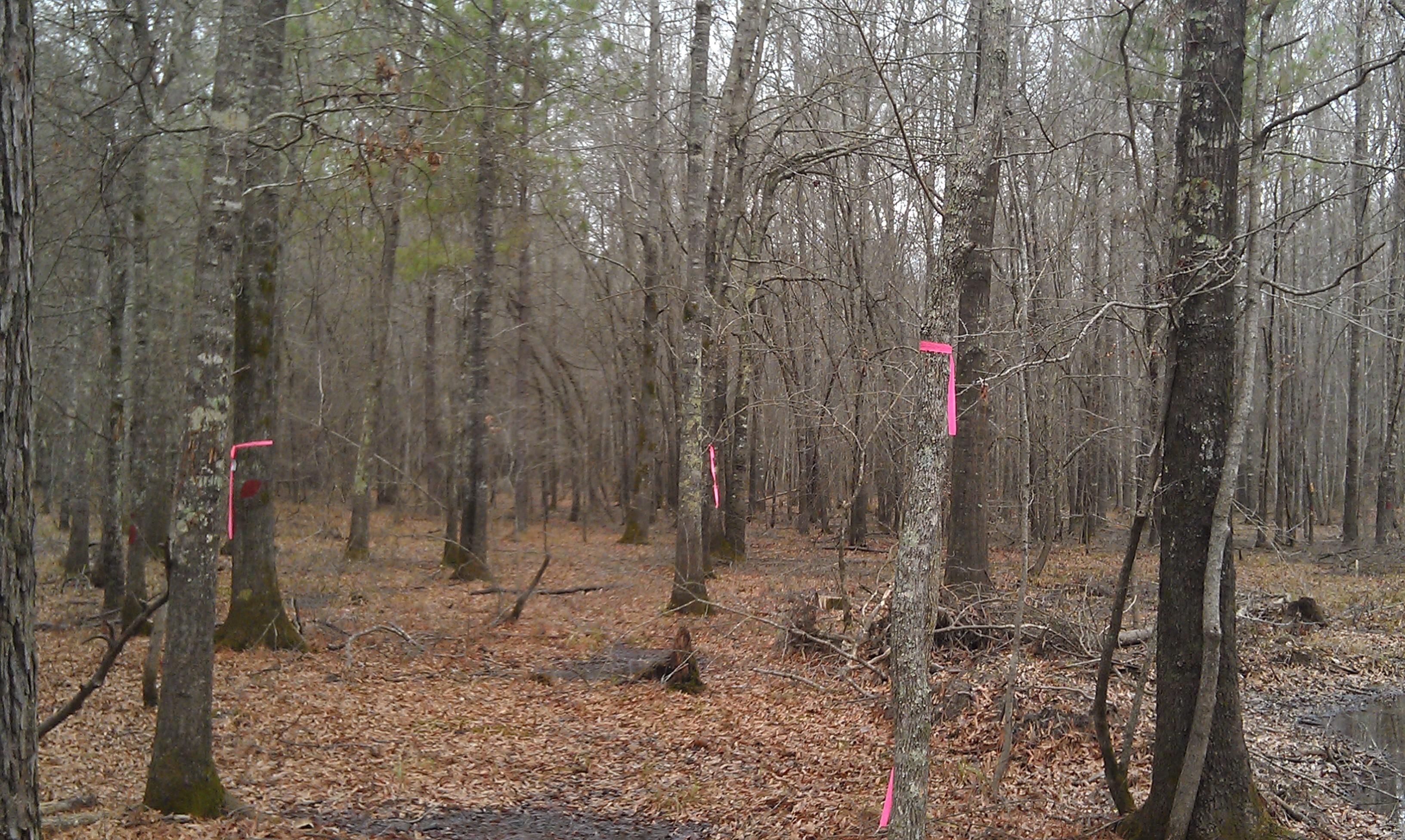 40 Acres, Rison, AR 71665 Land and Farm