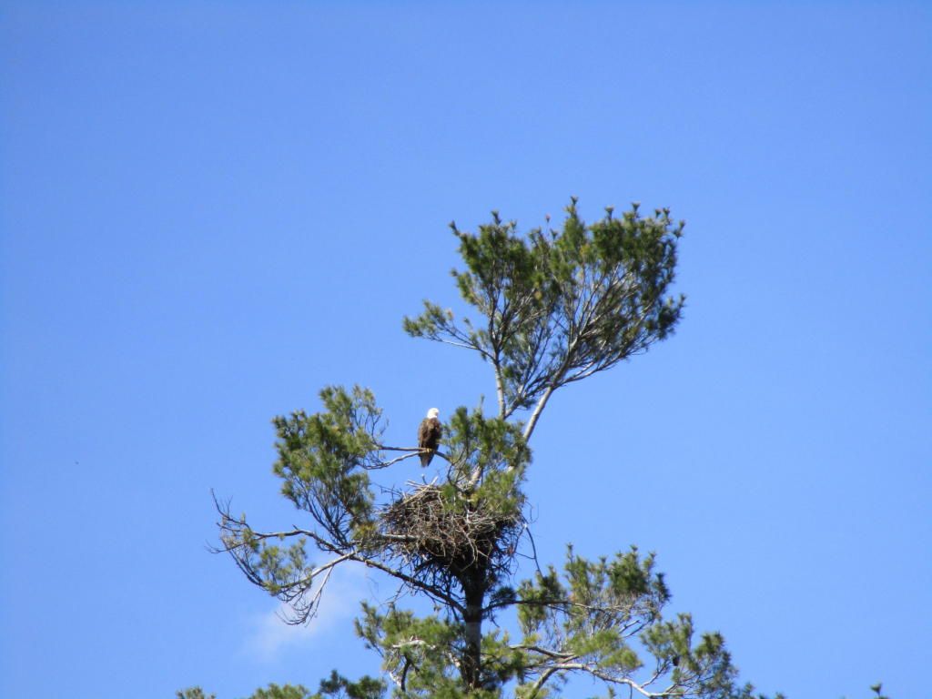 13 Acres, S Lake Louise Road, Hawks, MI 49743 Land and Farm