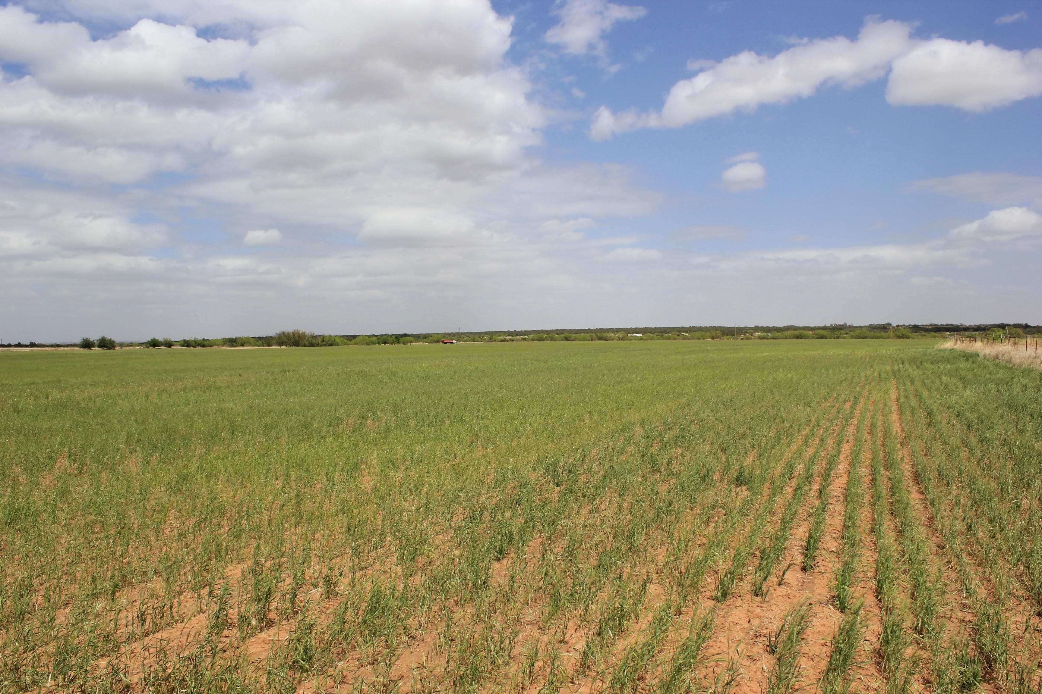 120 Acres, County Road 413, Crowell, TX 79227 Land and Farm