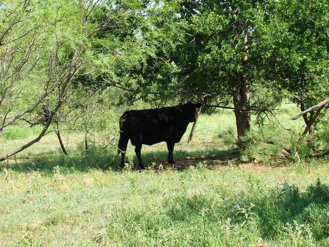 100 Acres, Quanah, TX Land and Farm