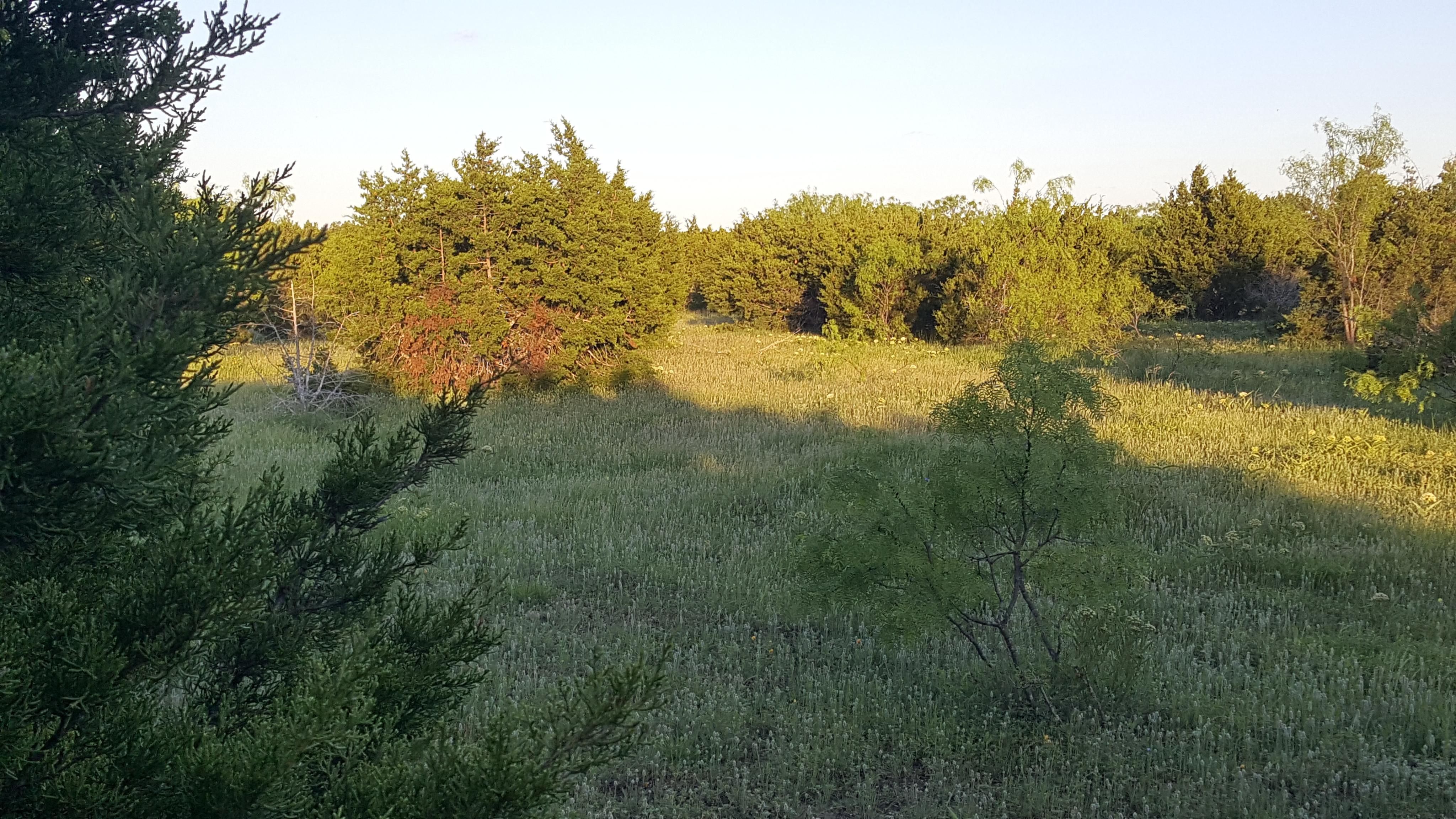 10.37 Acres, Adamsville, TX 76550 Land and Farm