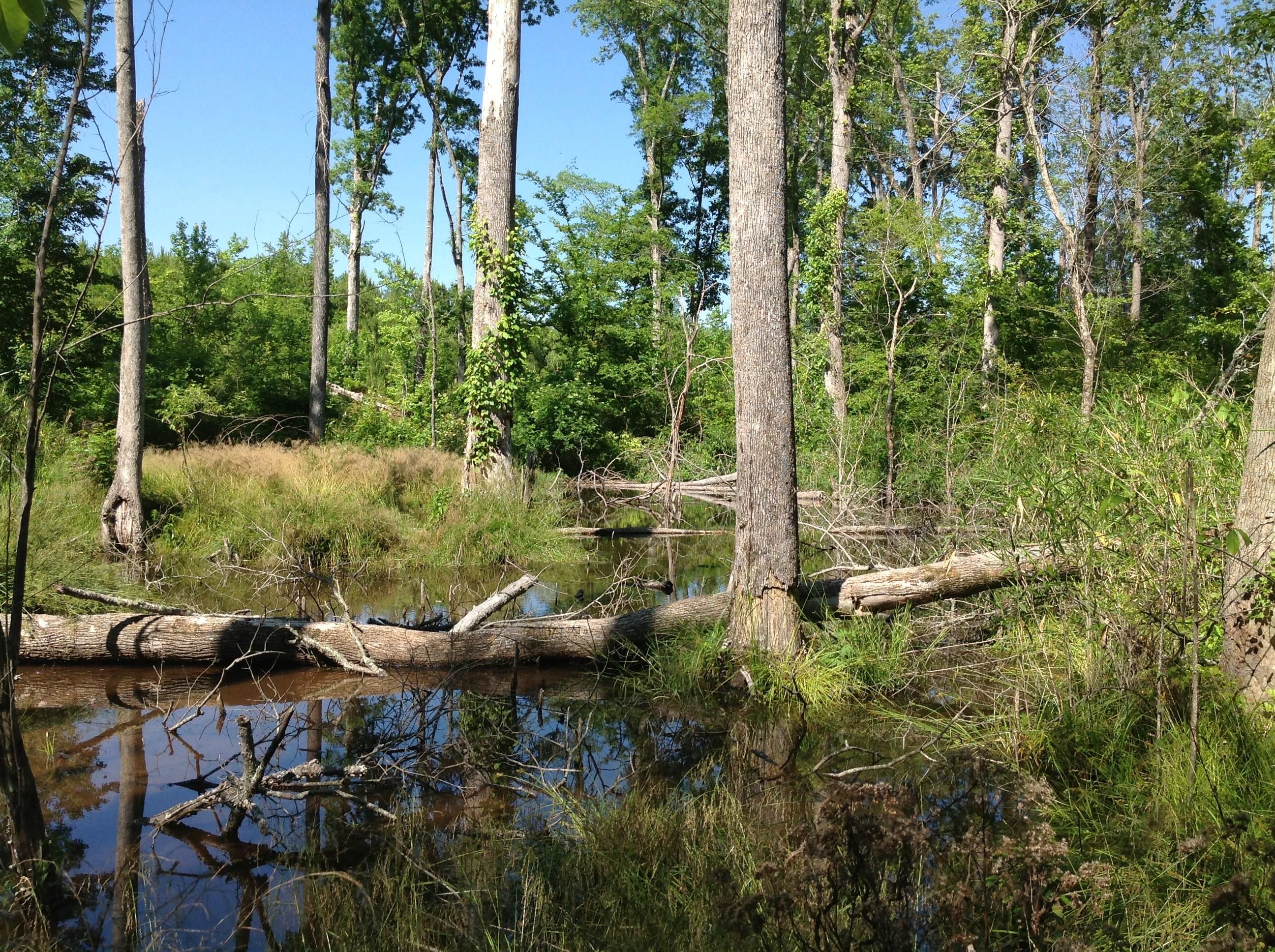146 Acres, Glen Ford Road, Sparta, GA 31087 Land and Farm