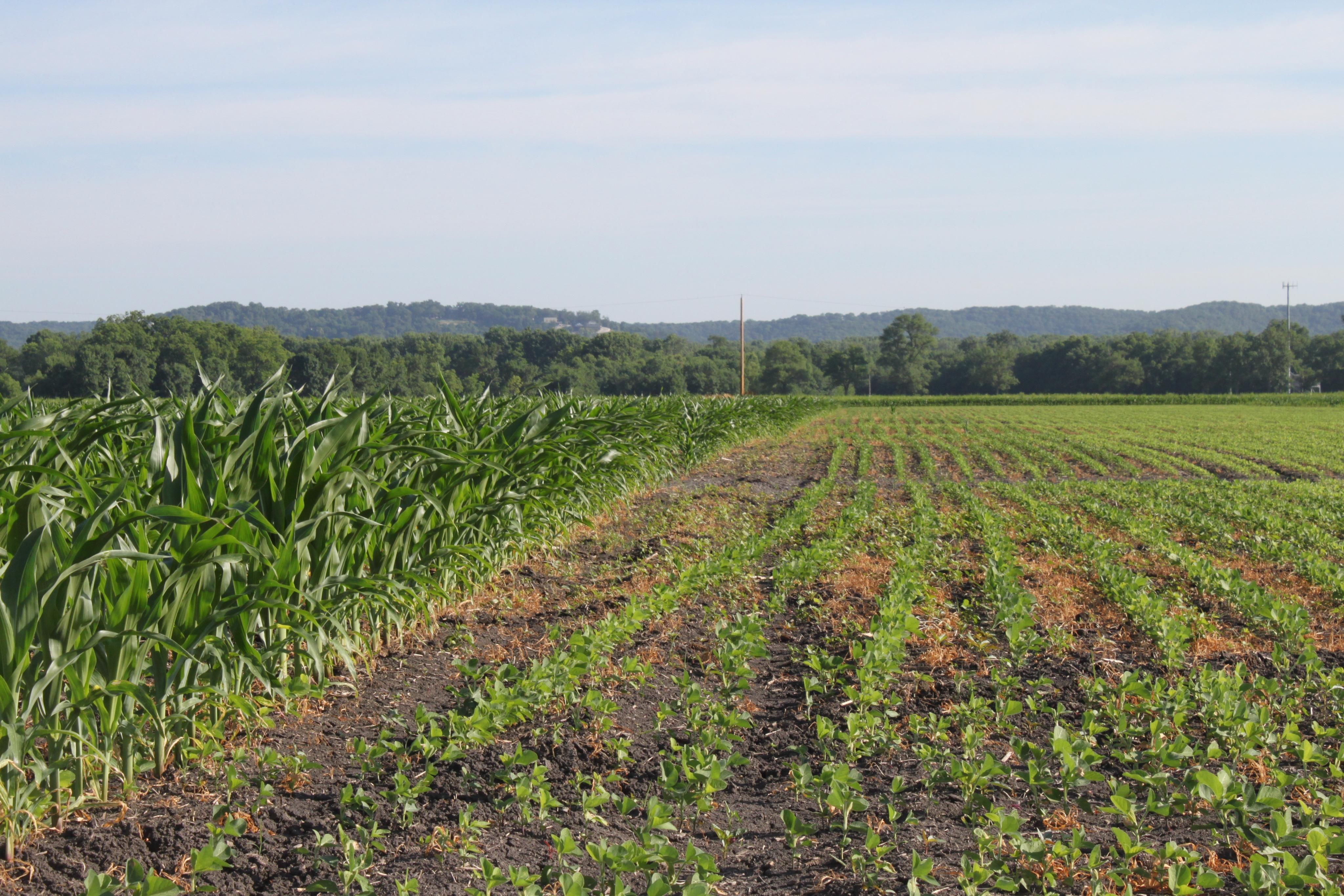 Grafton Ferry Rd, Portage Des Sioux, MO 63373 Land and Farm