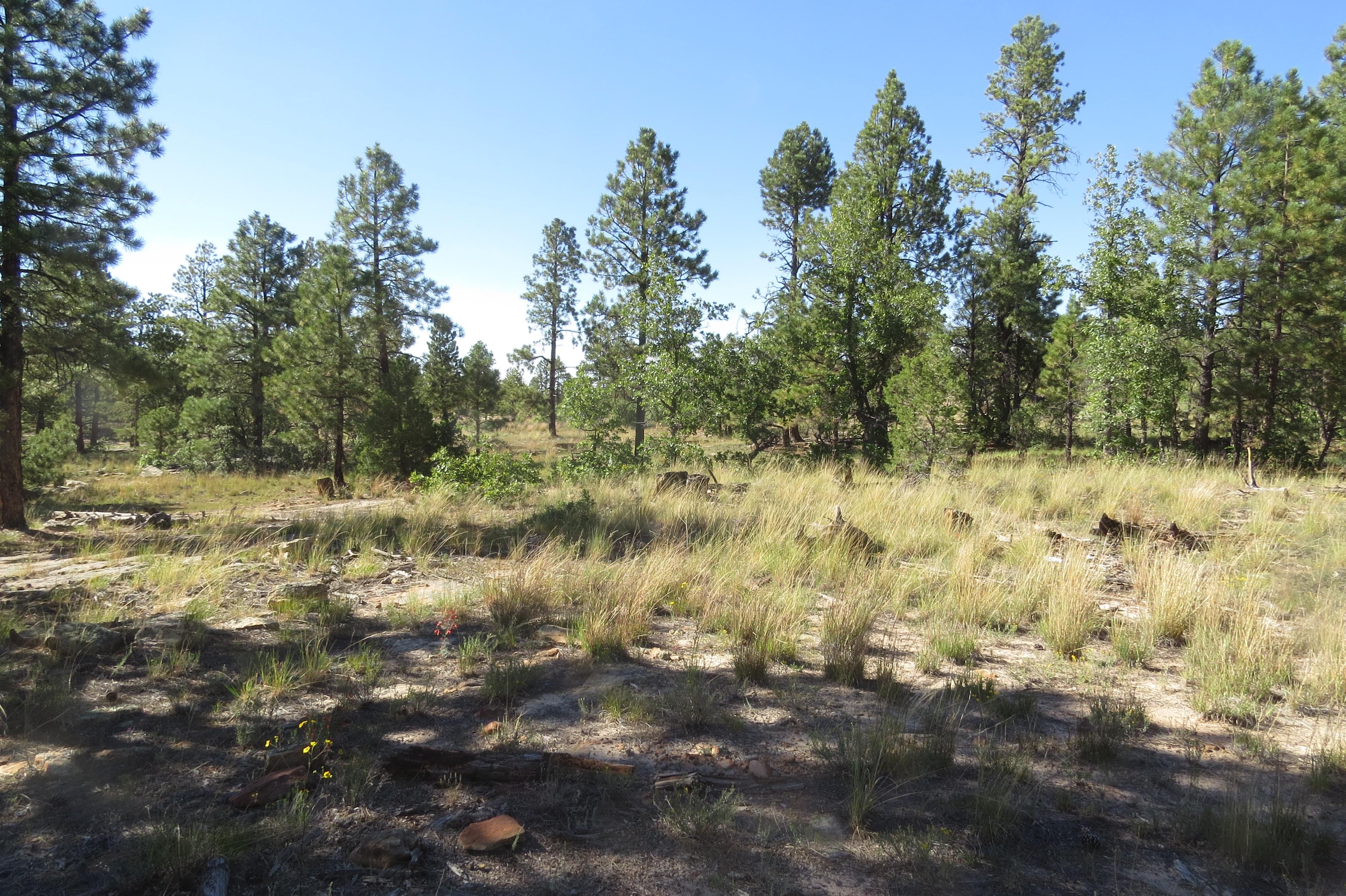 560 acres in McGaffey, NM, 87316 Land and Farm