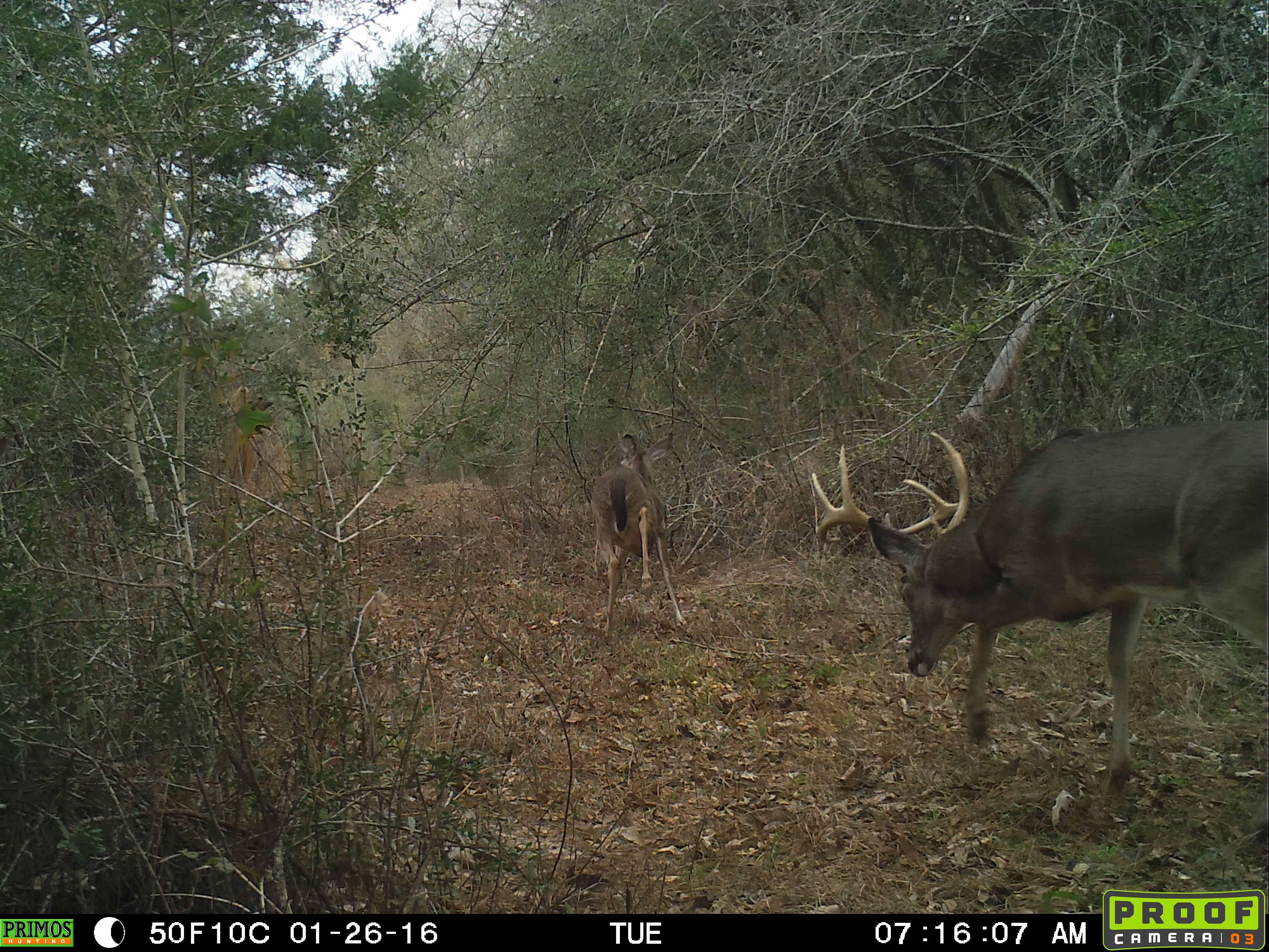 Straughn School Road, Andalusia, AL 36421 Land and Farm