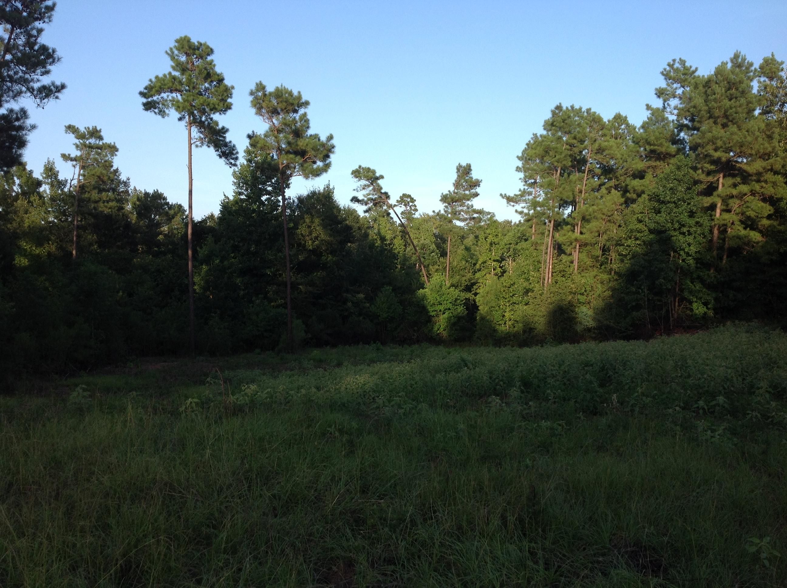 28 Acres, Tenaha, TX 75974 Land and Farm