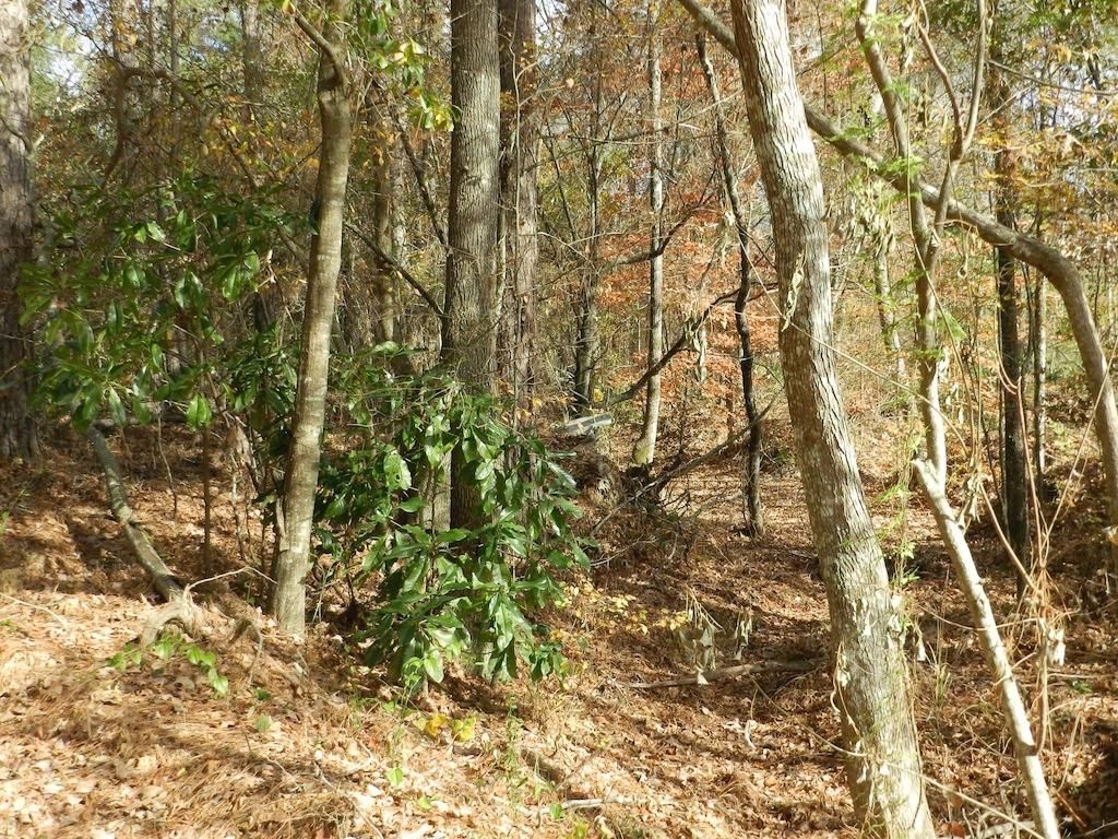 80.34 Acres, Bayou Chicot, LA 70586 Land and Farm