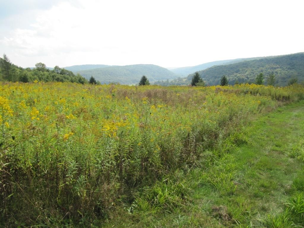 40.85 Acres, 2742 County Route 16, Otselic, NY 13155 Land and Farm