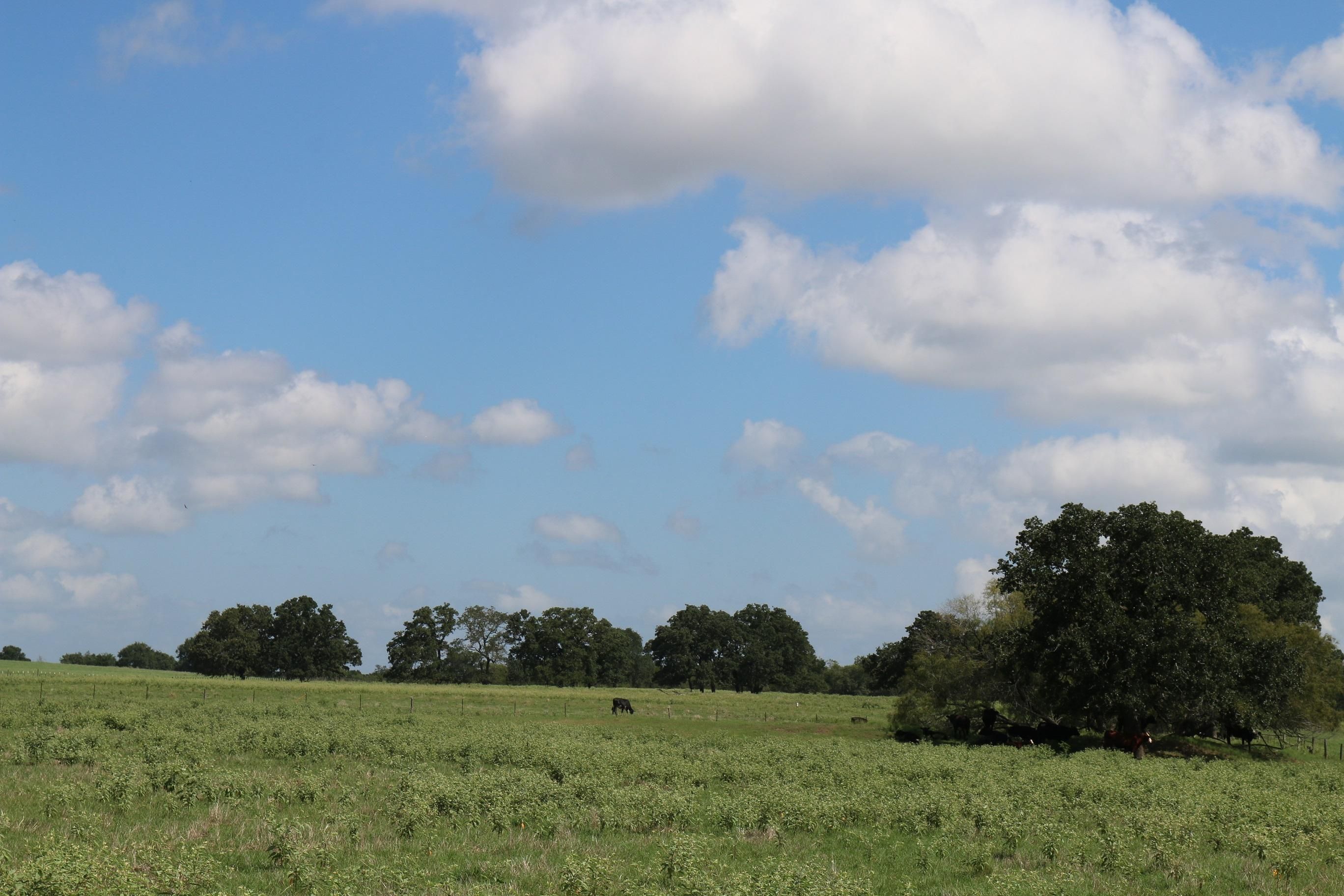 21.46 Acres, 000 FM 1372, North Zulch, TX 77872 Land and Farm