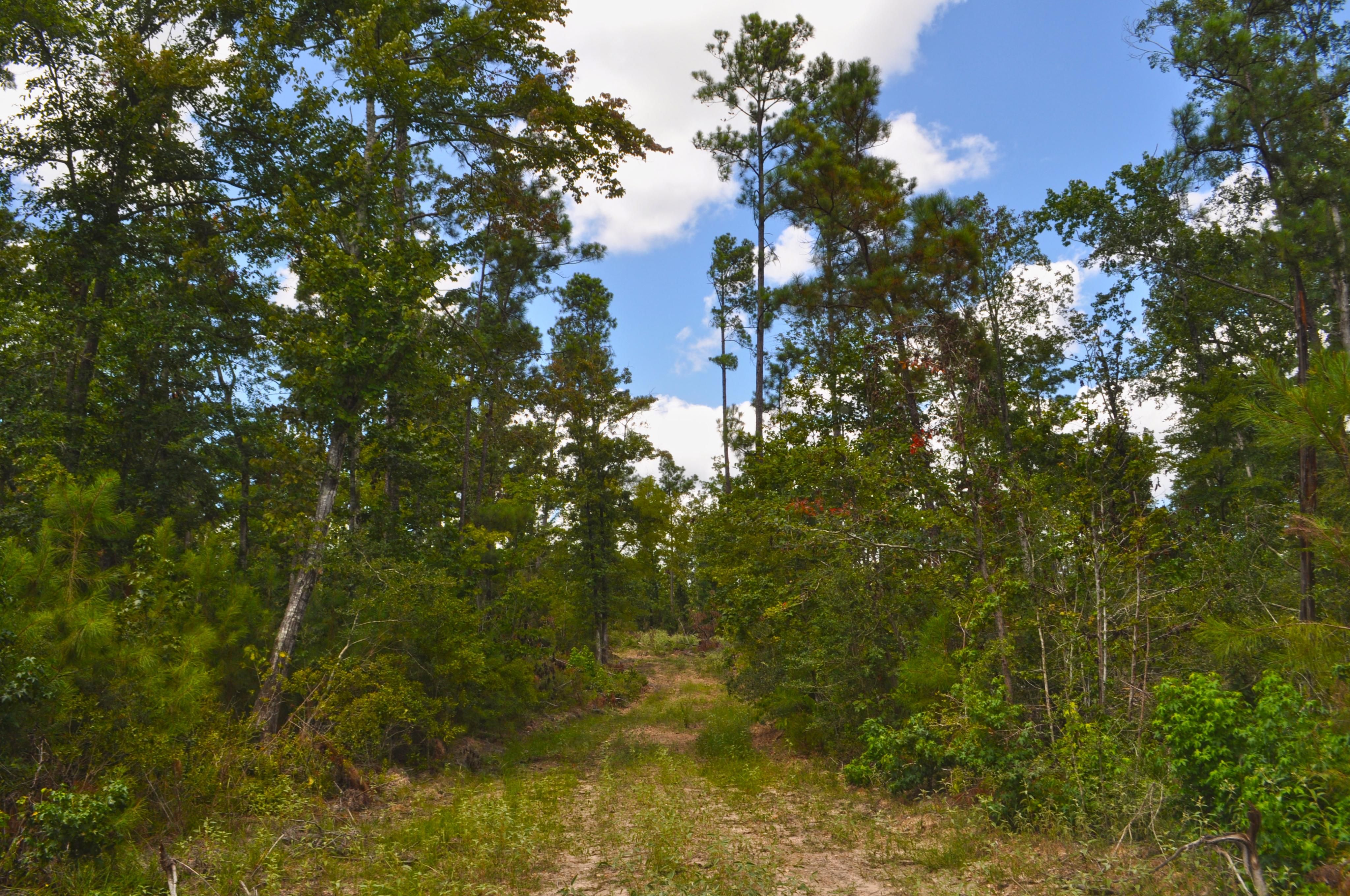 FM 942 & Fm 350, Livingston, TX 77351 Land and Farm