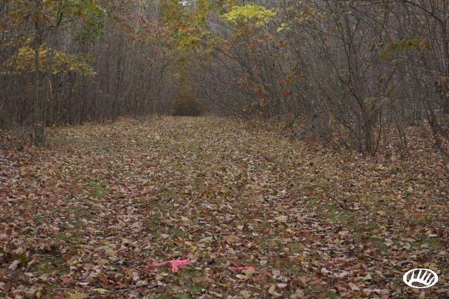 41 Acres, vacant, Farwell, MI 48622 Land and Farm