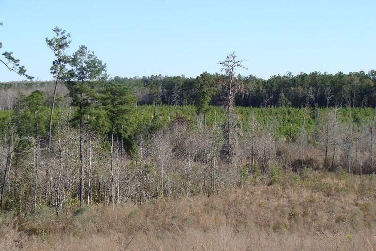 81 Acres, Westville, FL 32464 Land and Farm