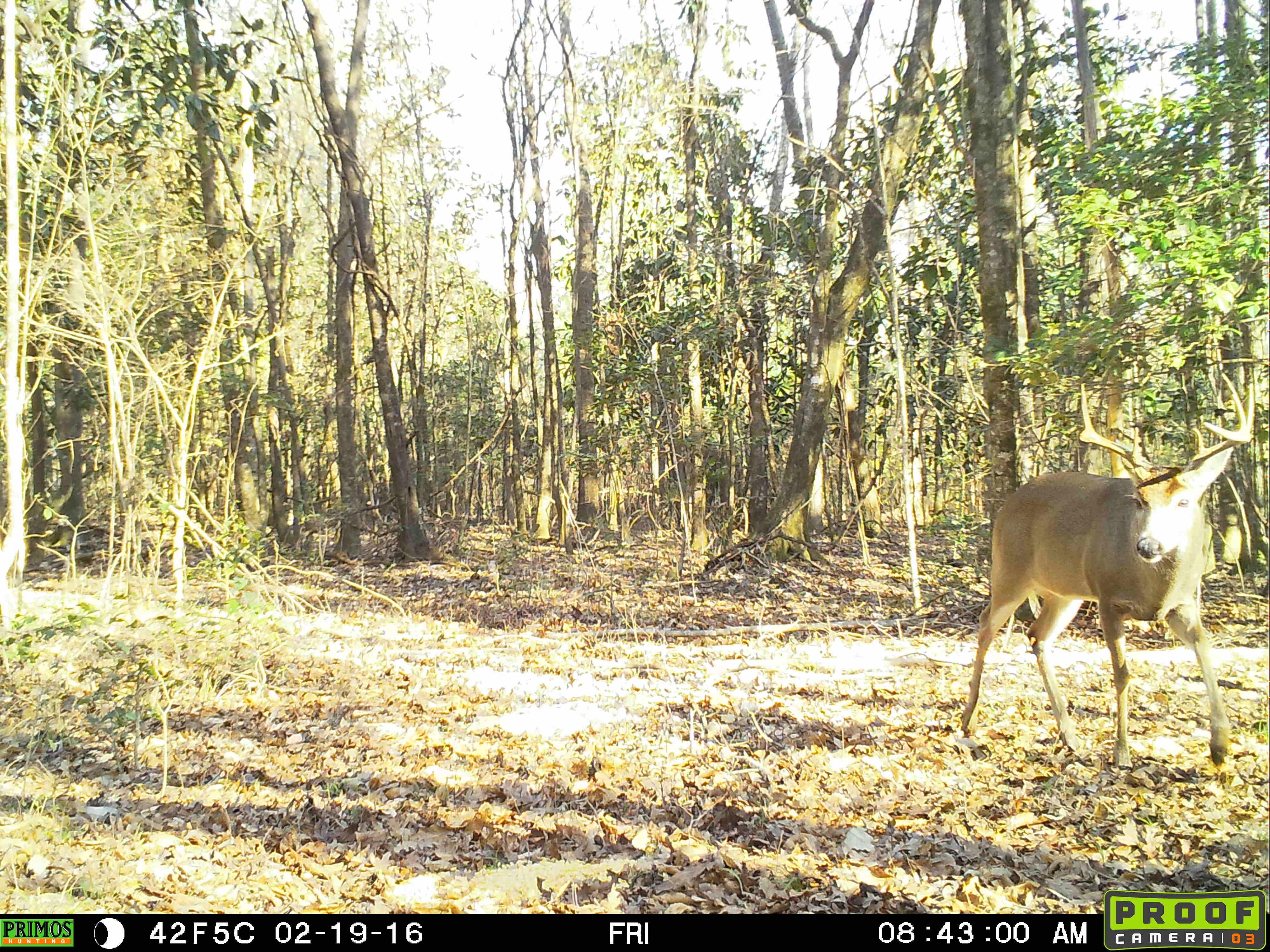 80 Acres, Repton, AL 36475 Land and Farm