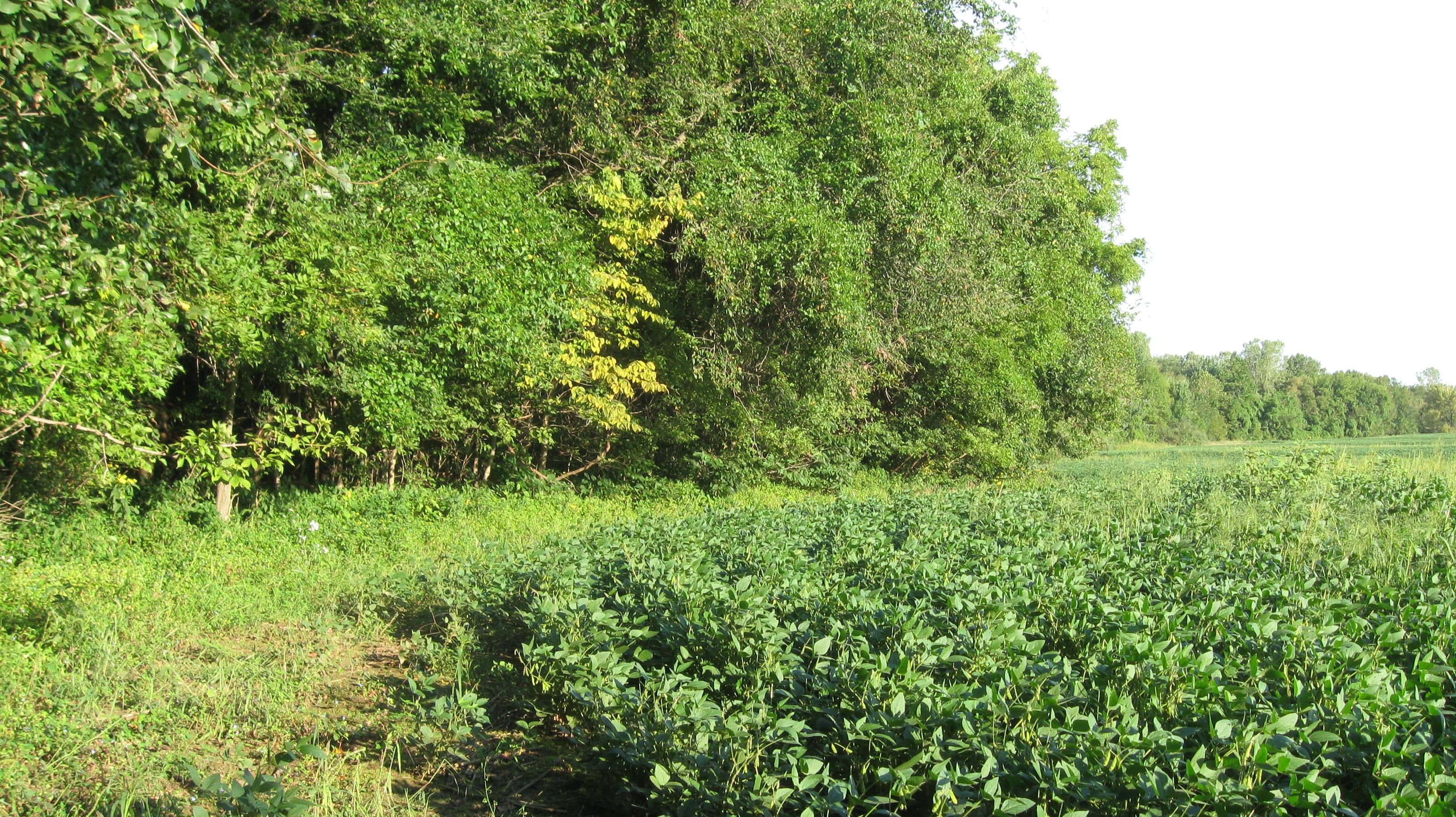 13 Acres, 1256 Indiana Road, Princeton, KS 66078 Land and Farm