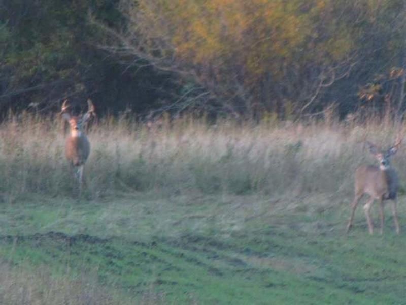 264 Acres, TBD State Hwy 87, Frazee, MN 56544 Land and Farm