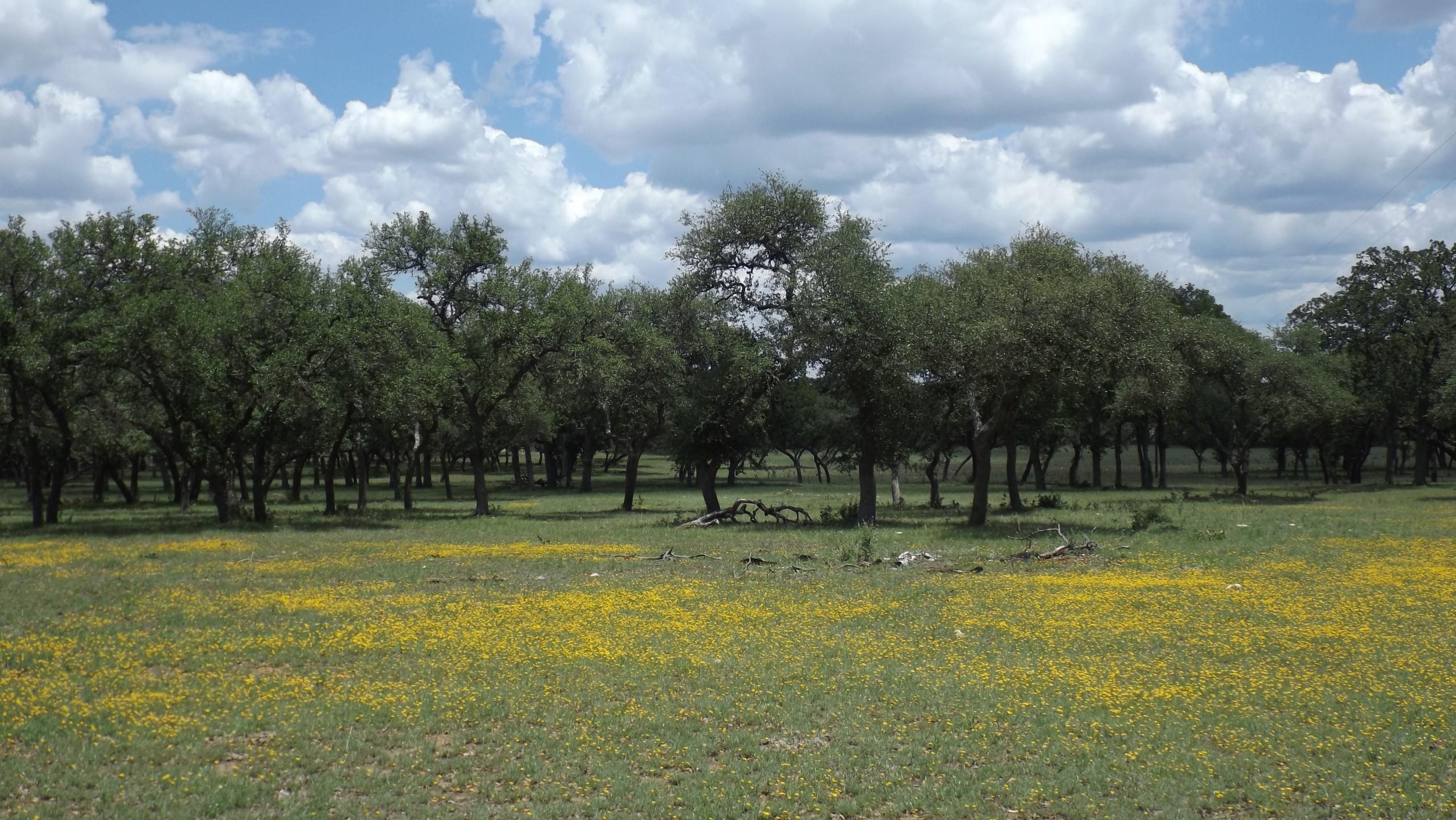 286 Acres, Blanco, TX 78606 Land and Farm