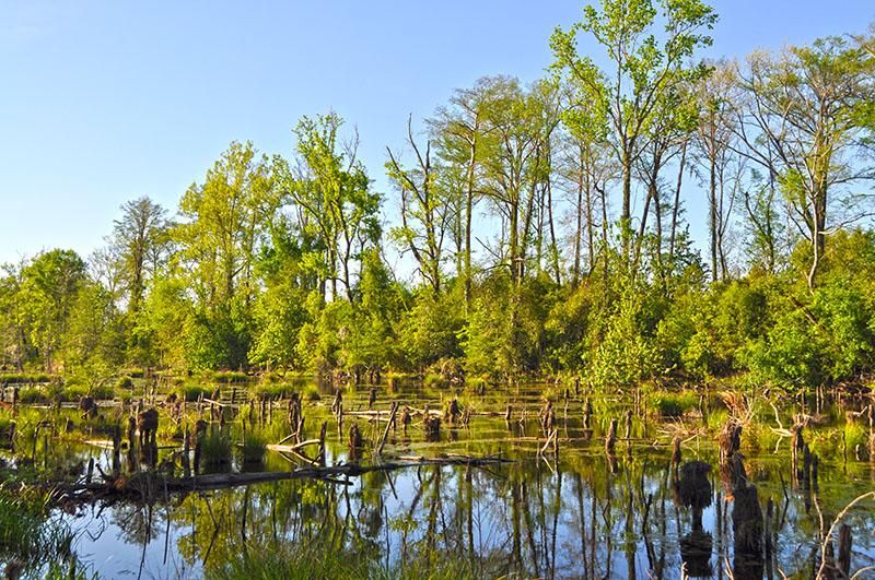 40 Acres, FM 787, Rye, TX 77369 Land and Farm