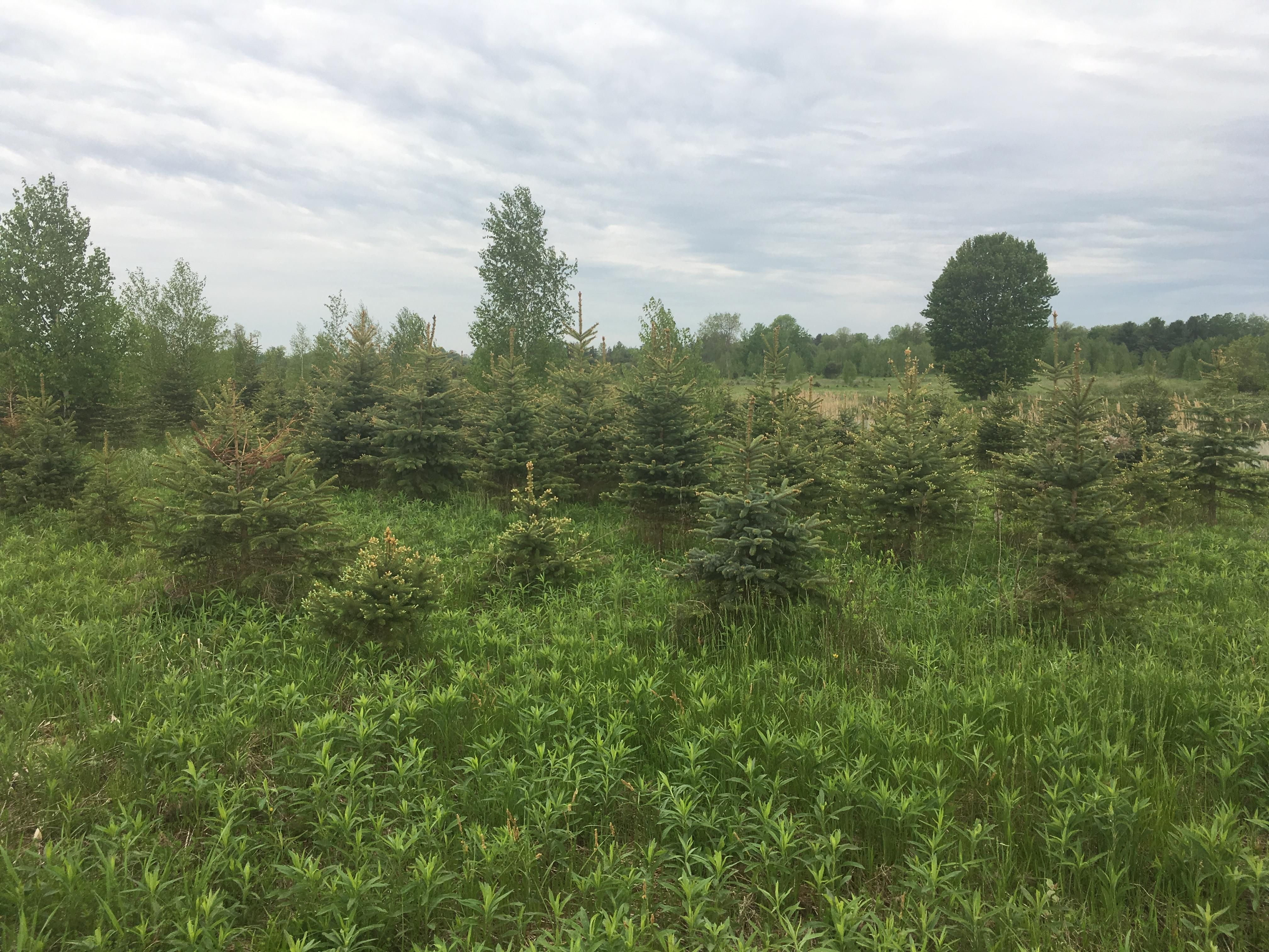 New York 37, Lisbon, NY 13658 Land and Farm