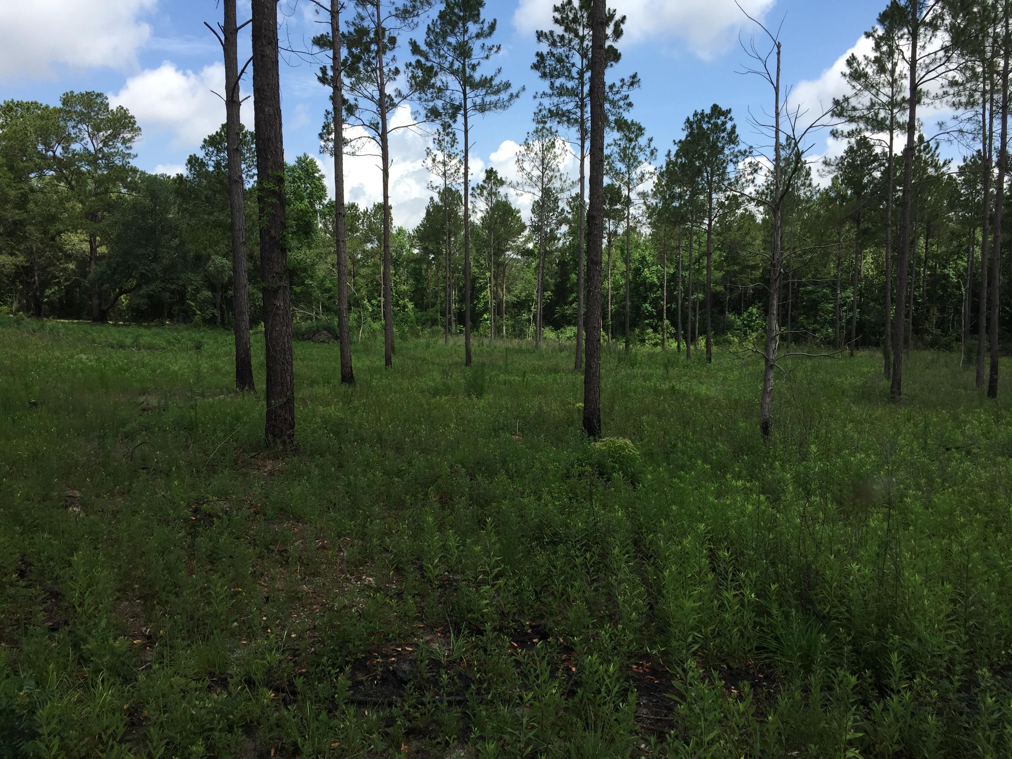 75 Acres, 1575 Moultrie Lenox Road, Lenox, GA 31637 Land and Farm