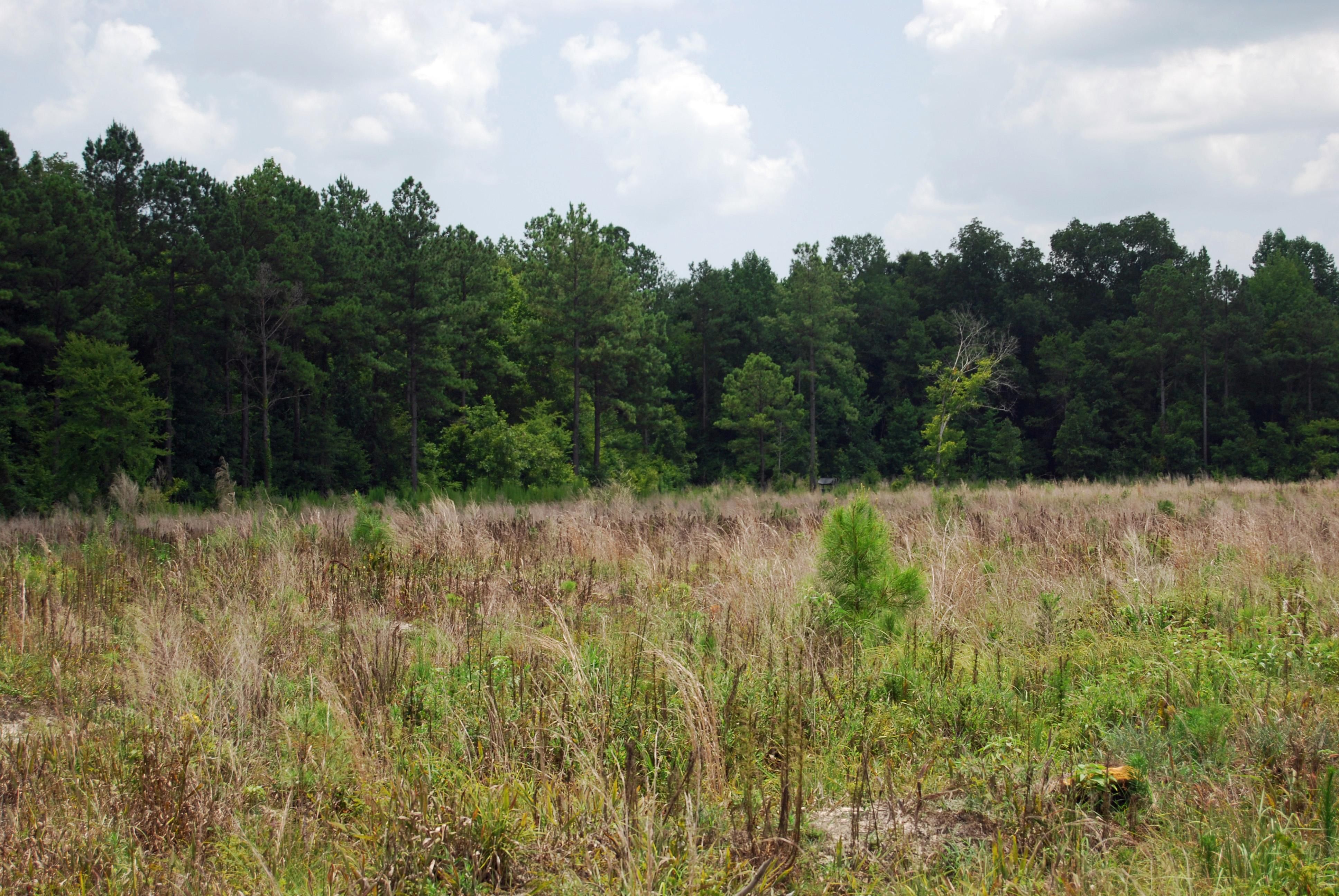 490 Acres, Hooks Road, Pittsview, AL 36871 Land and Farm