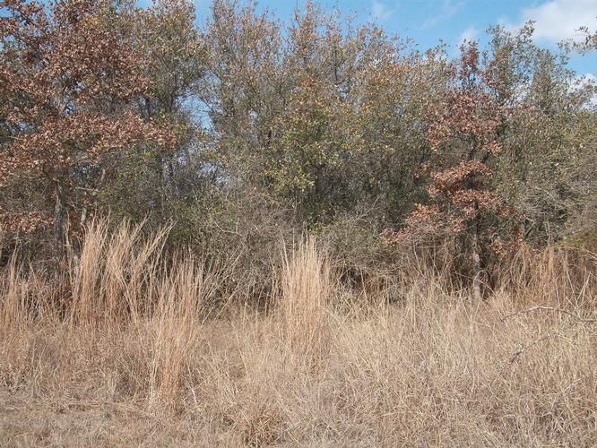 10.88 Acres, County Road 14, Ezzell, TX 77964 Land and Farm