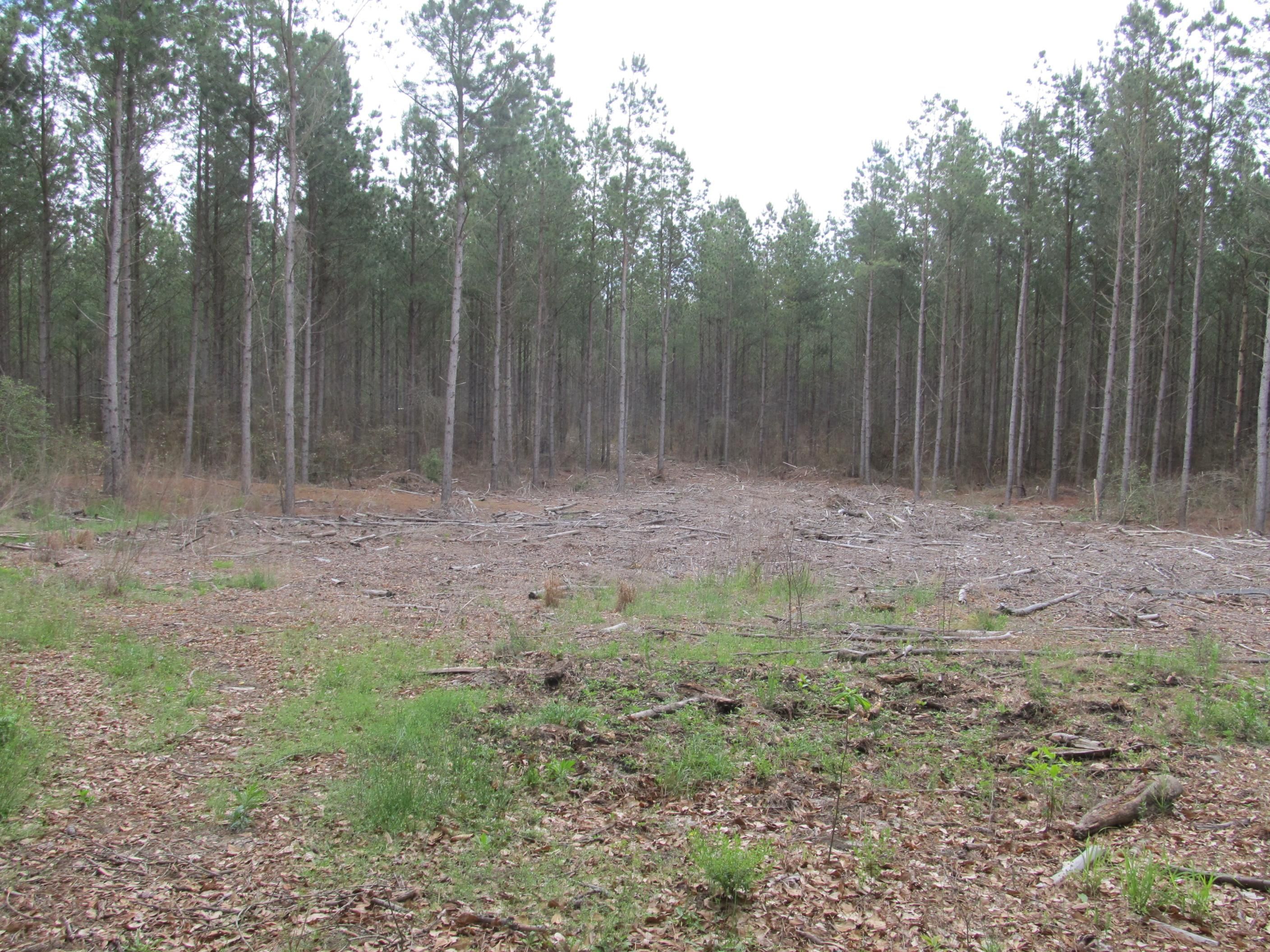 87.67 acres in SC, 29512 Land and Farm
