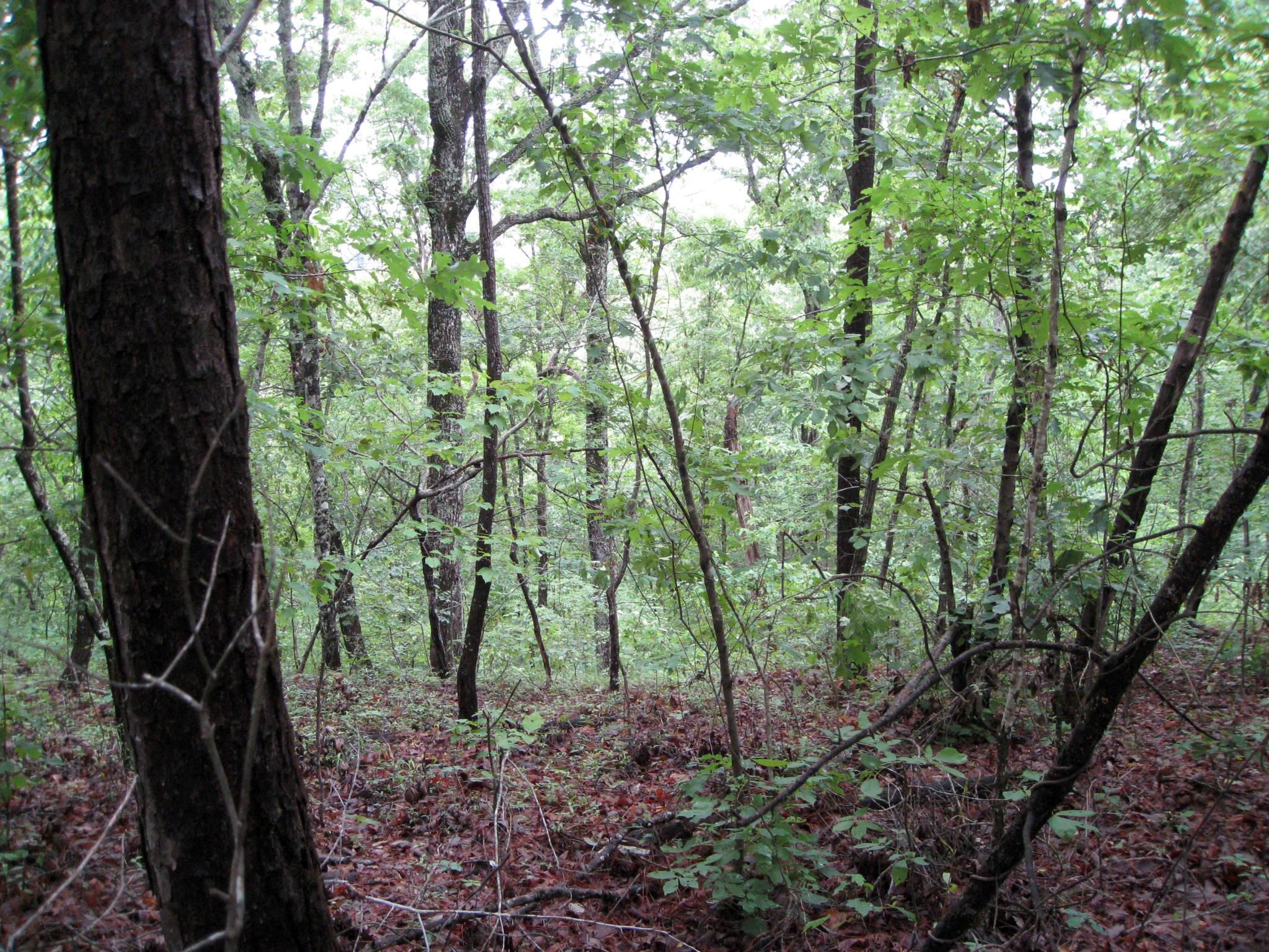 40 Acres, Green Pond, AL 35074 Land and Farm