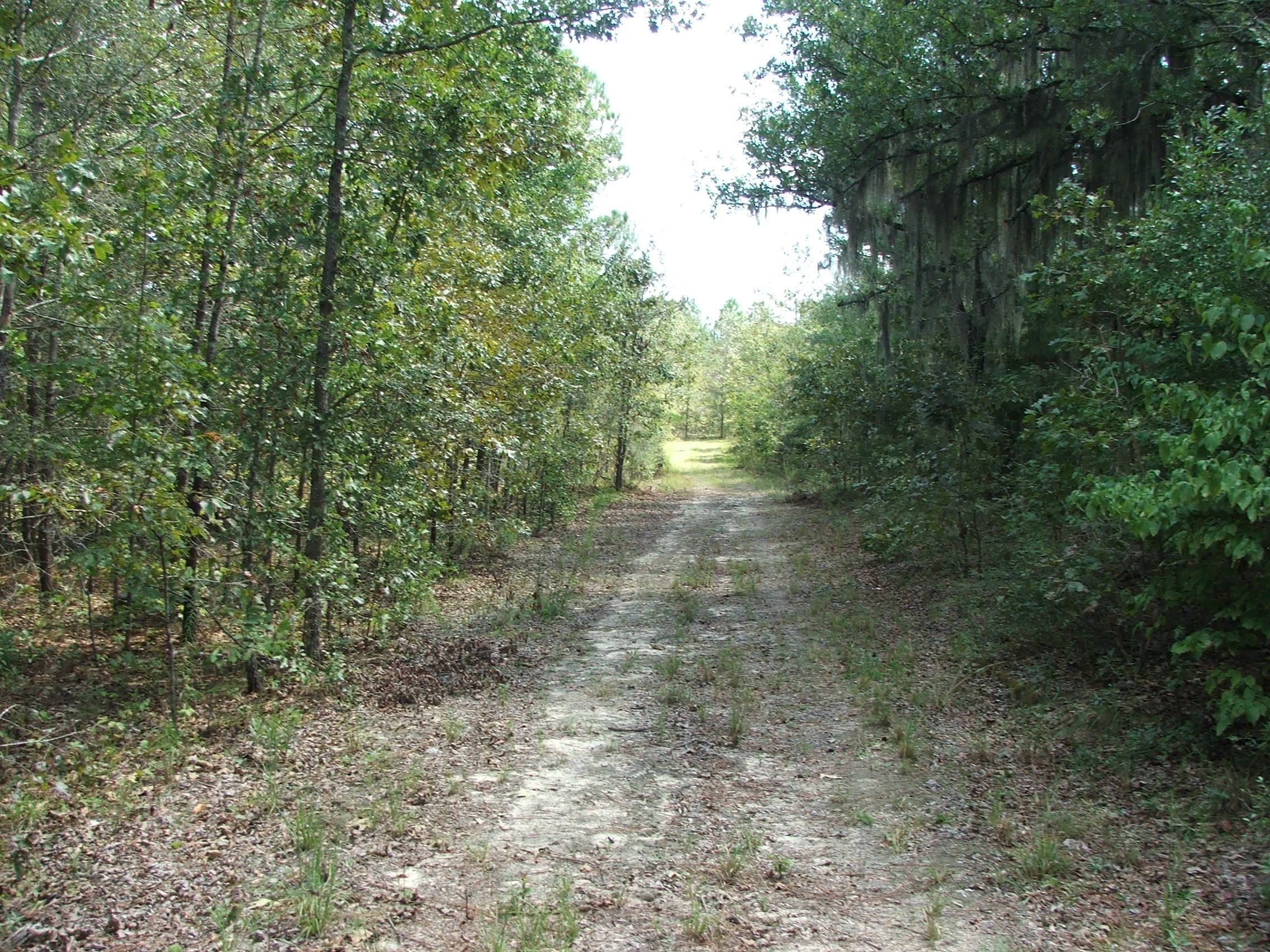 90 Acres, Old River Road, Uvalda, GA 30473 Land and Farm