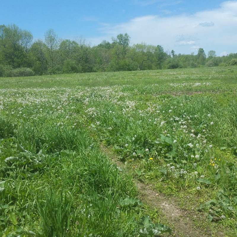 26 Acres, 10339 Coal Hill Rd, Taberg, NY 13471 Land and Farm