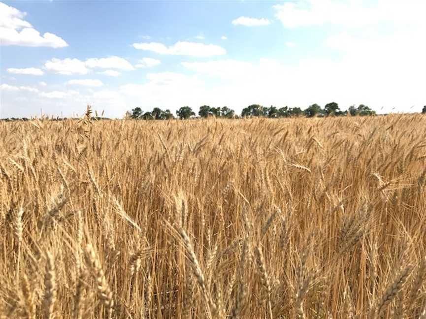 80 Acres, Lyons, KS 67554 Land and Farm