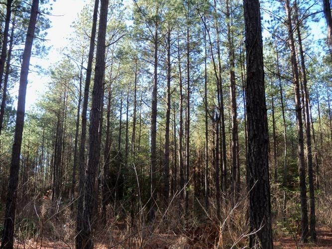 120 Acres, Hampton, AR 71744 Land and Farm