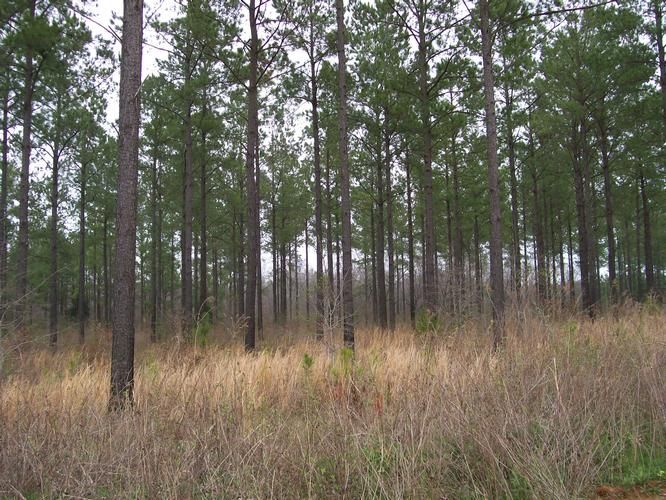25 acres in Sasser, GA, 39885 Land and Farm
