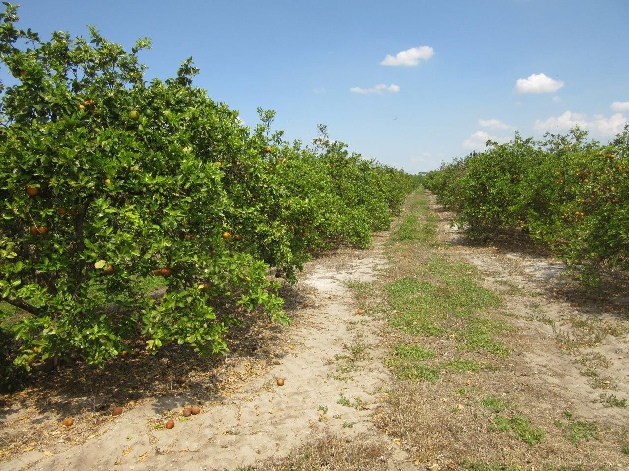 660 Acres, CR 833, Clewiston, FL 33440 Land and Farm