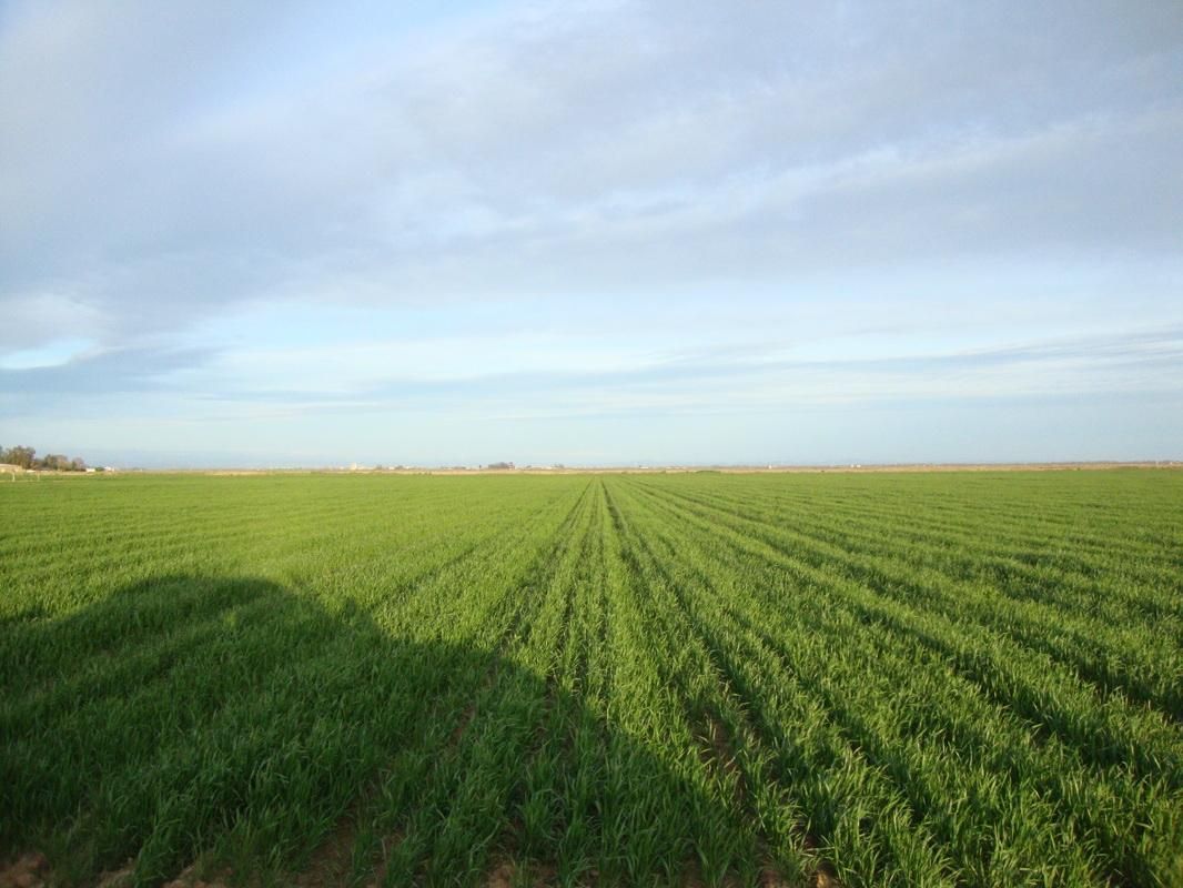 60 Acres, East Nicolaus, CA 95659 Land and Farm