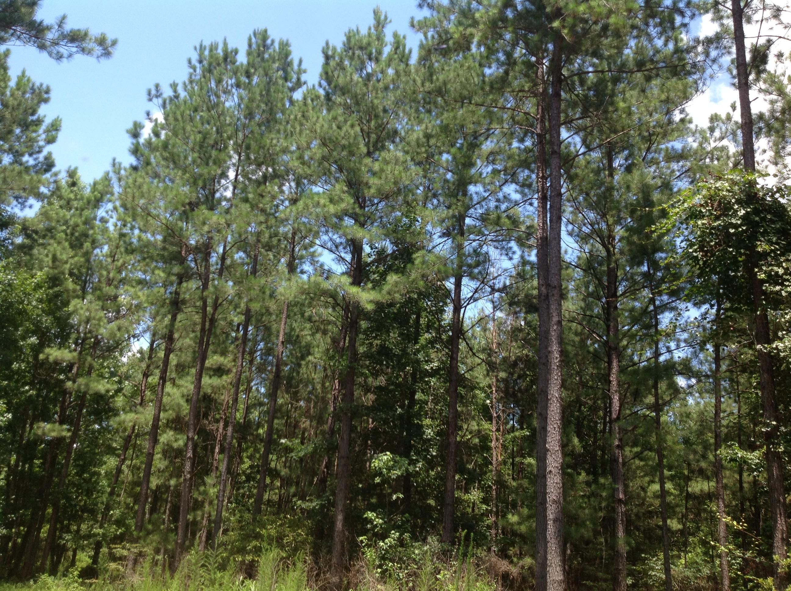 County Road 15, Union Springs, AL 36089 Land and Farm