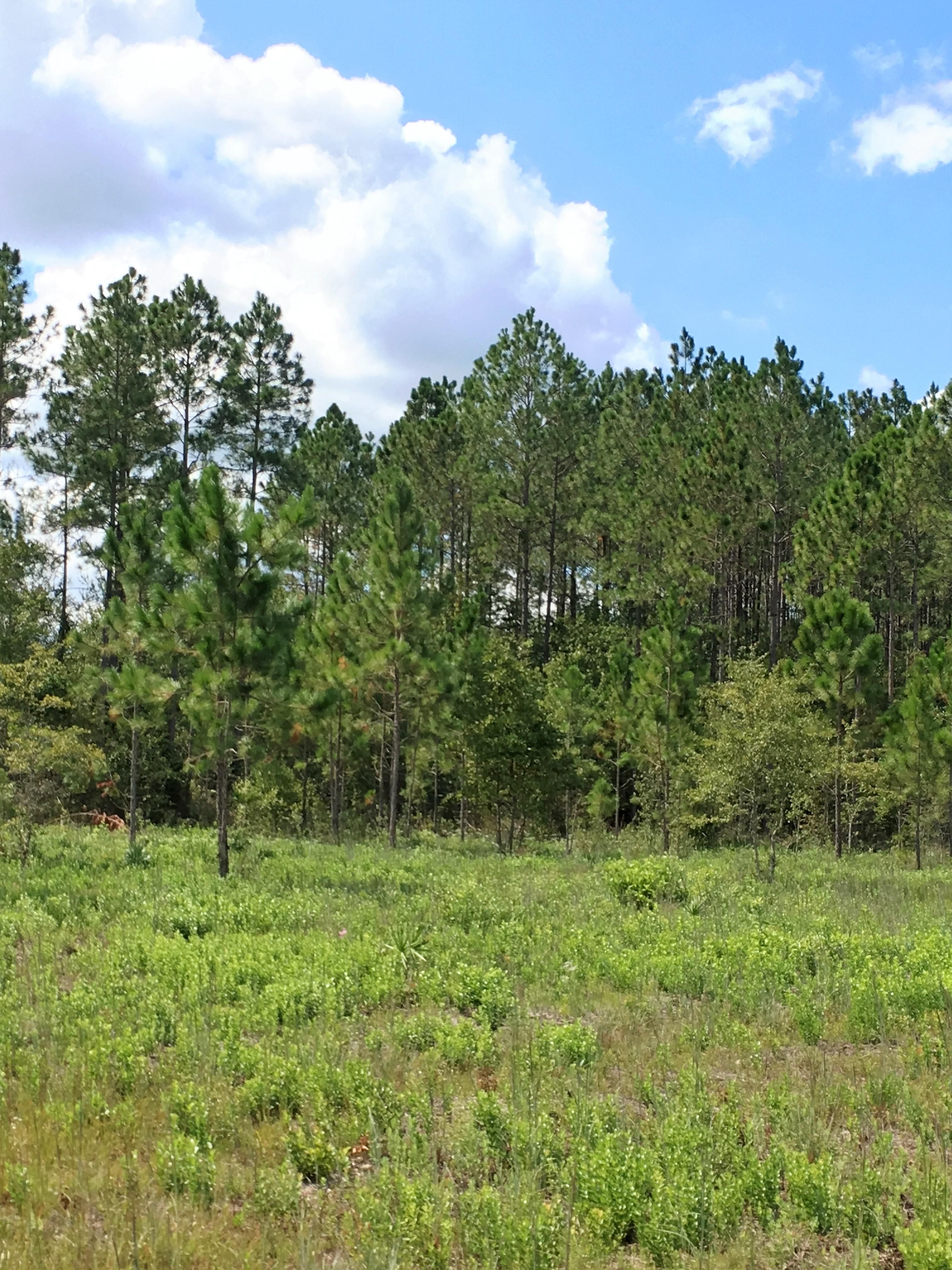 21.14 Acres, 0 Rufus Road, Mershon, GA 31551 Land and Farm