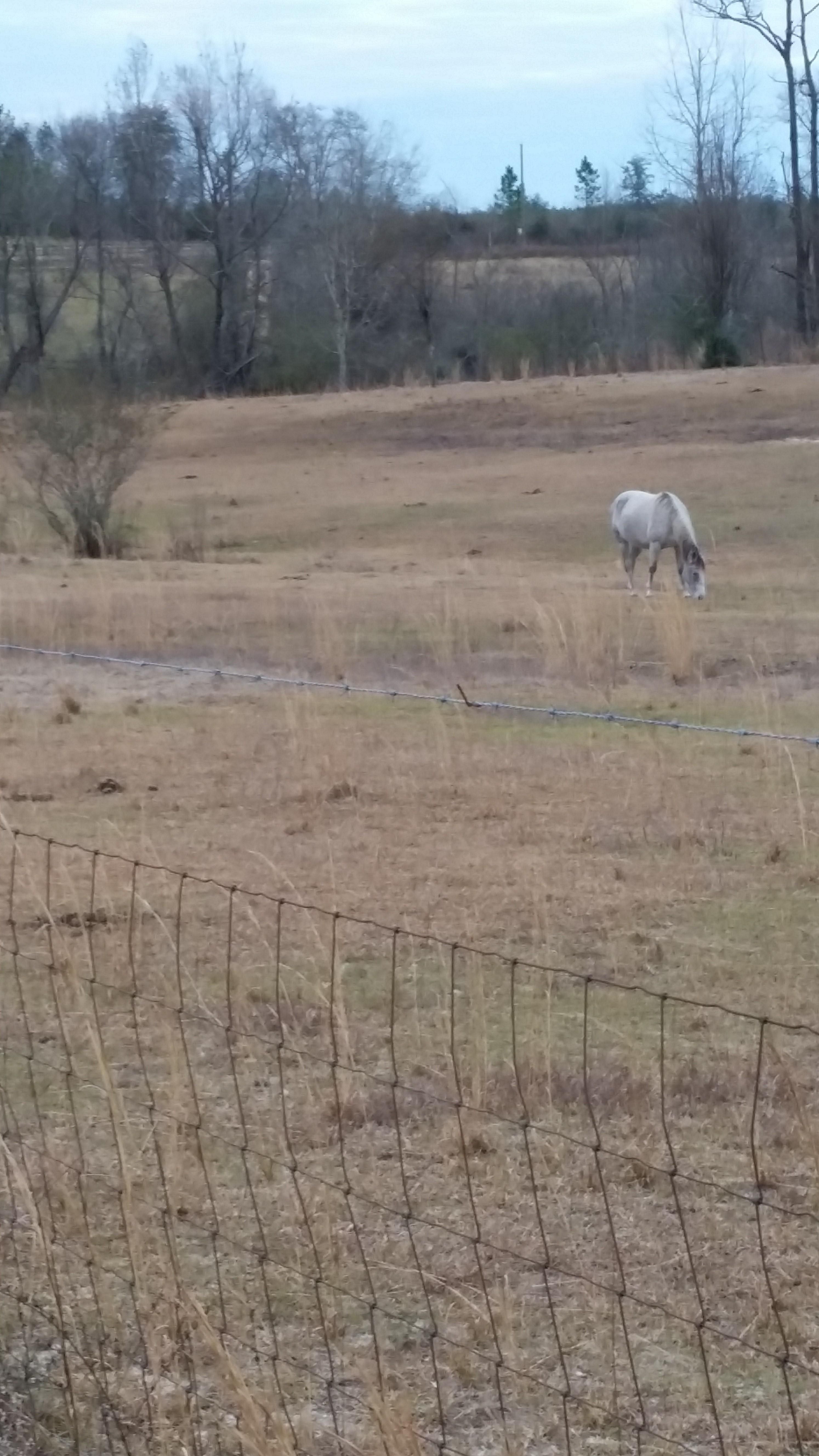 29 Acres, hub presley, Paxton, FL 32538 Land and Farm