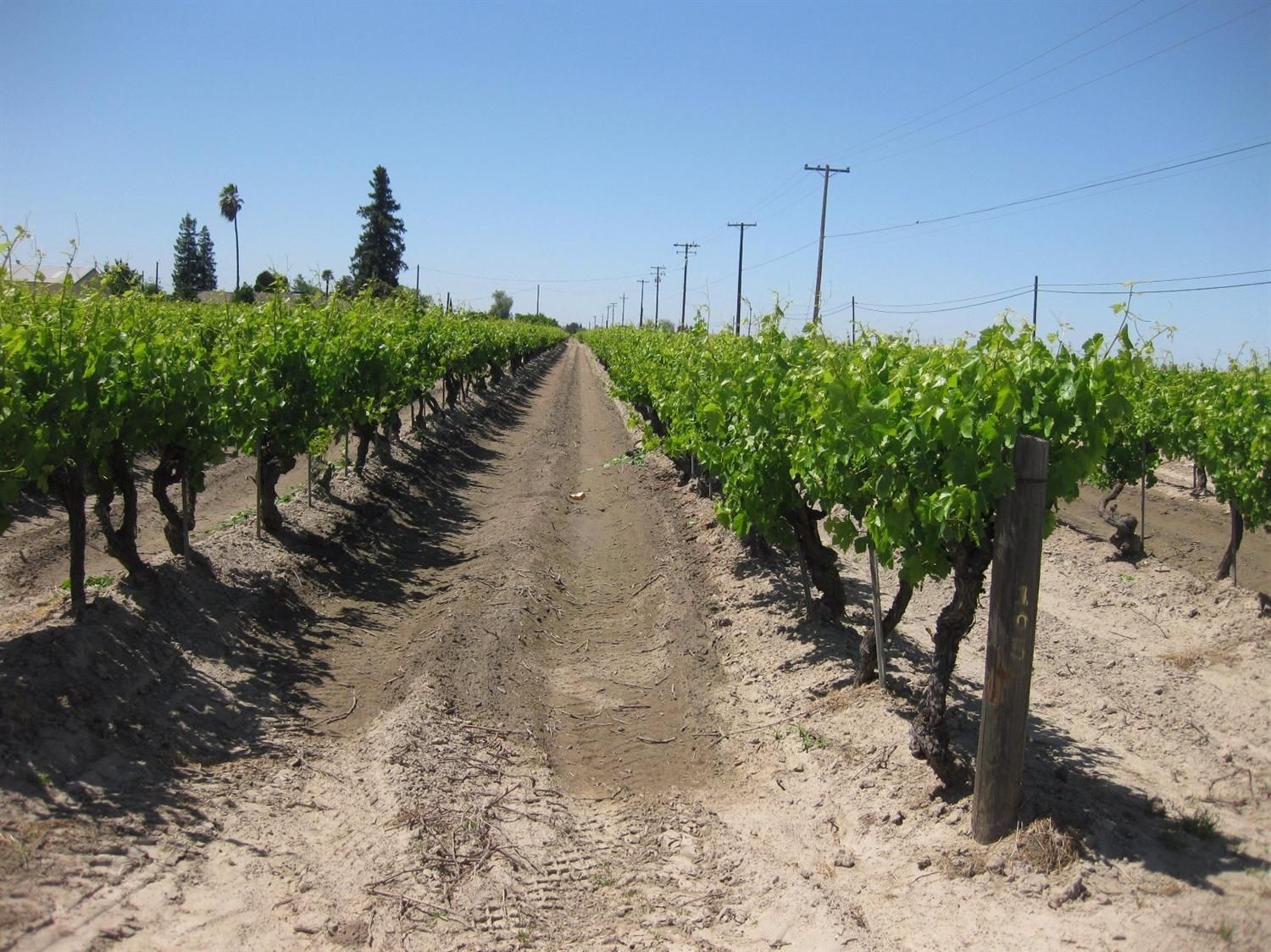 38 Acres, 7853 East Adams Avenue, Fowler, CA 93625 Land and Farm