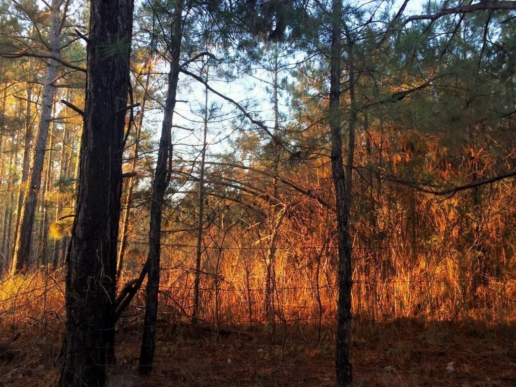 1 Acres, CR 70 (1 ac), Woodland, MS 39776 Land and Farm