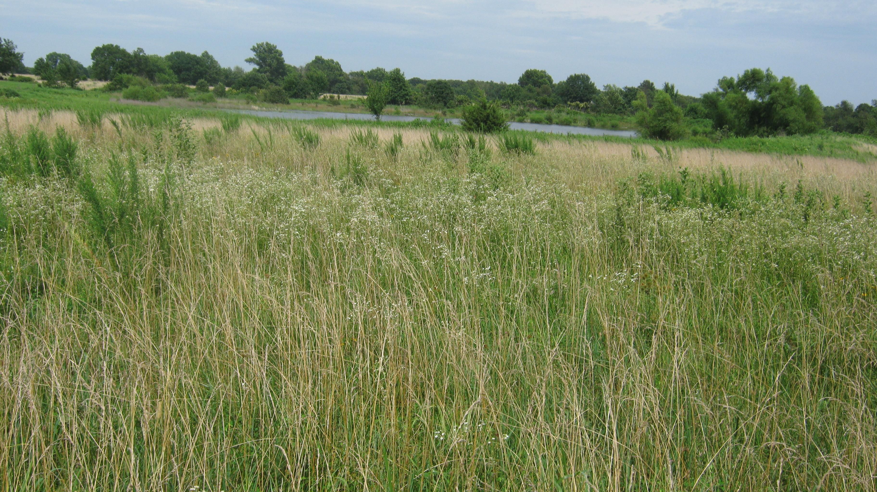 50 acres in Liberal, MO, 64762 Land and Farm