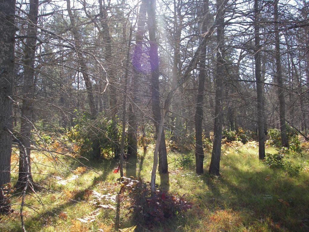 10 Acres, Chipmunk Trail, Grayling, MI 49738 Land and Farm