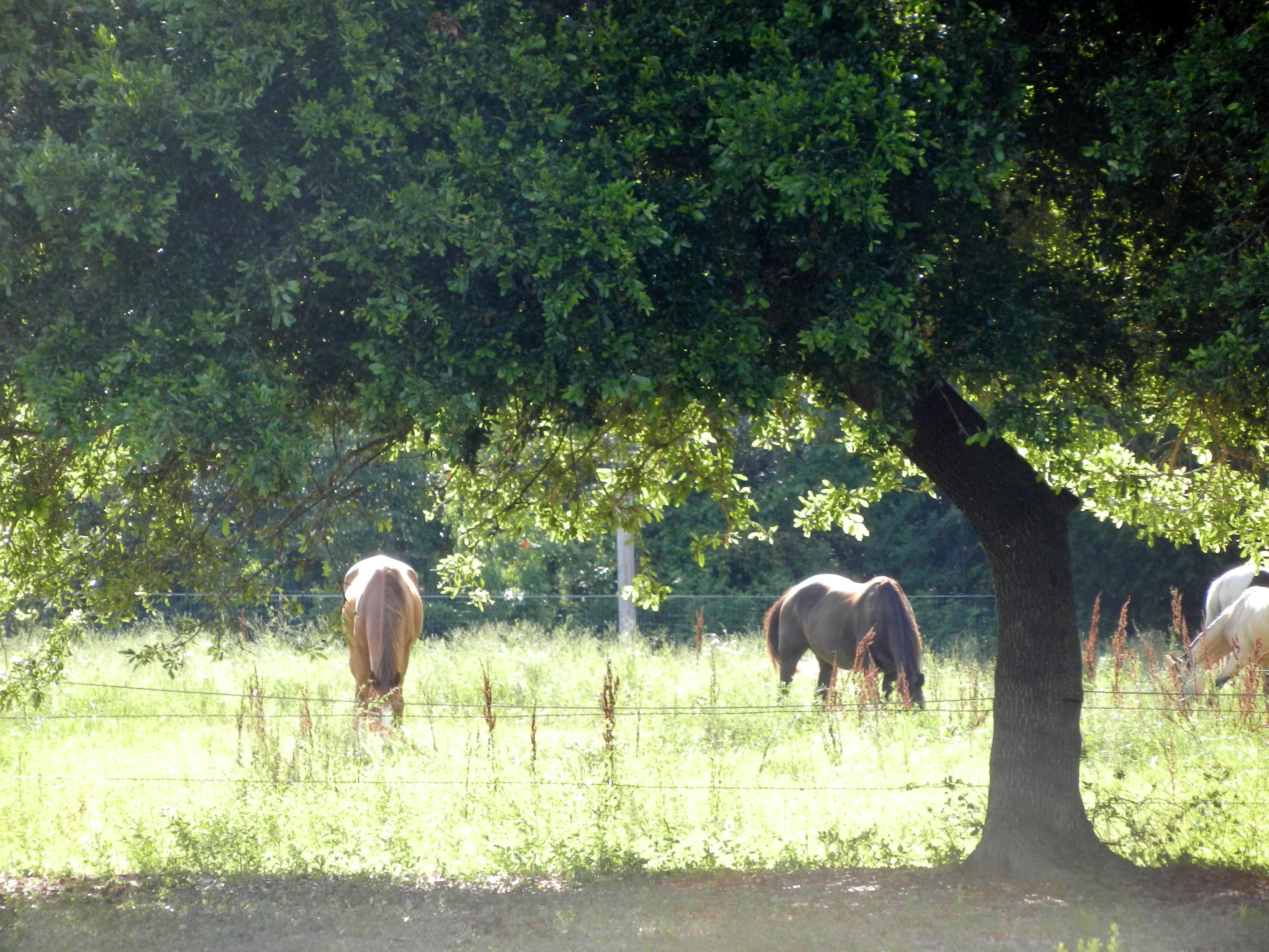 700 Childs Rd, Algoa, TX 77511 Land and Farm
