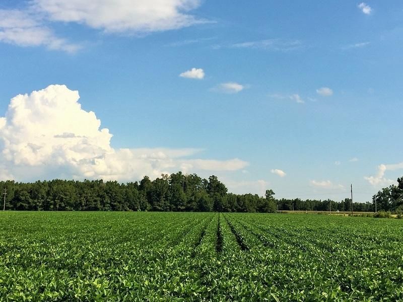 0 Covington Road, Kingstree, SC 29556 Land and Farm