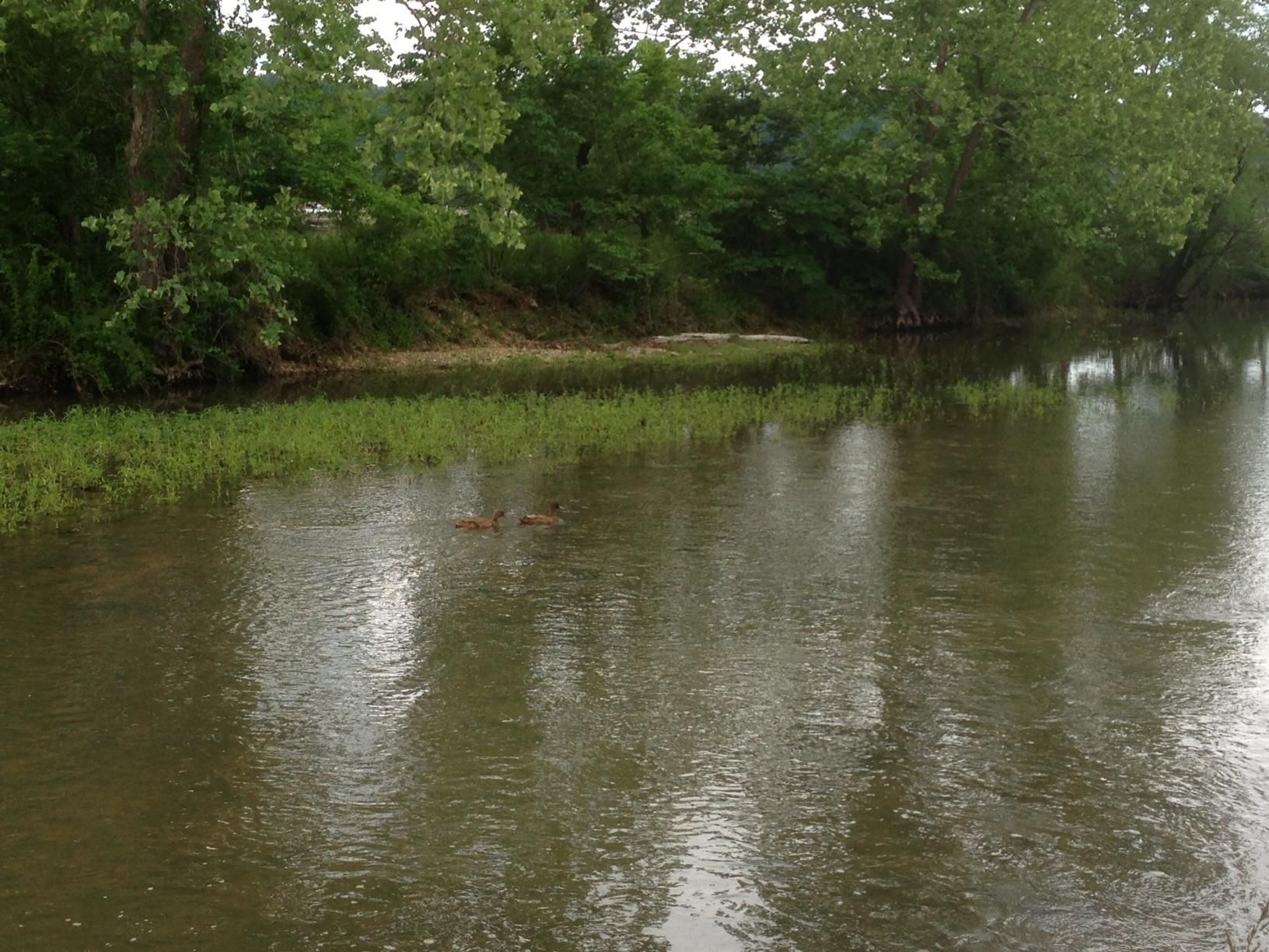 6 Acres, 5 Hwy Cottonwood Dr, Gravois Mills, MO 65037 Land and Farm