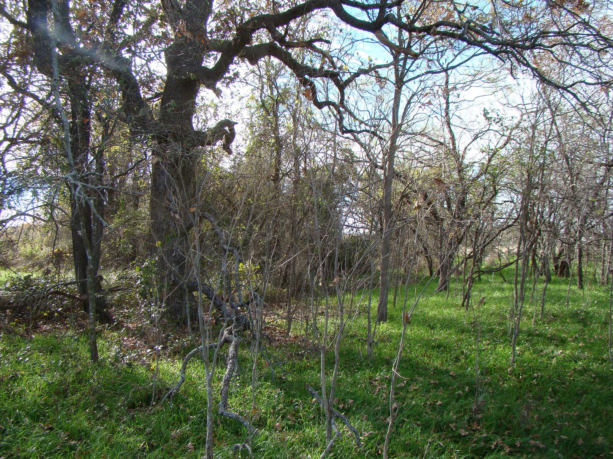 10 Acres, HCR 1248, Whitney, TX 76692 Land and Farm