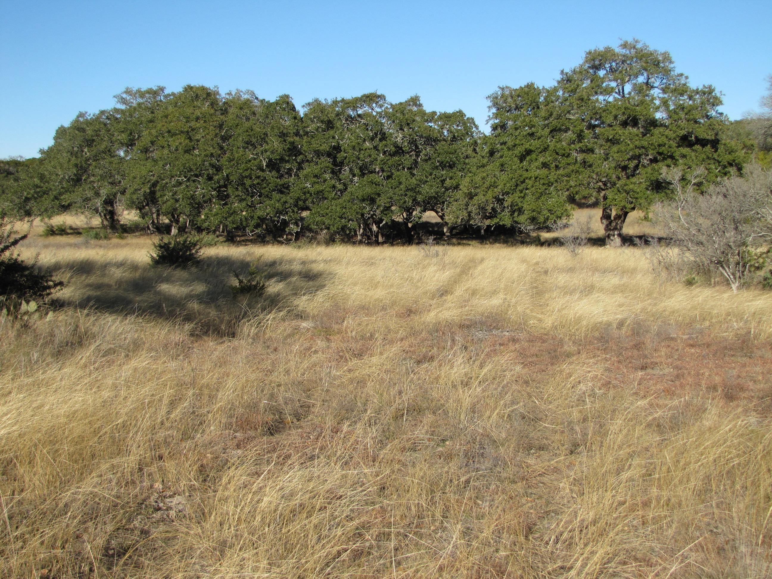 132 Acres, Fischer, TX 78623 Land and Farm